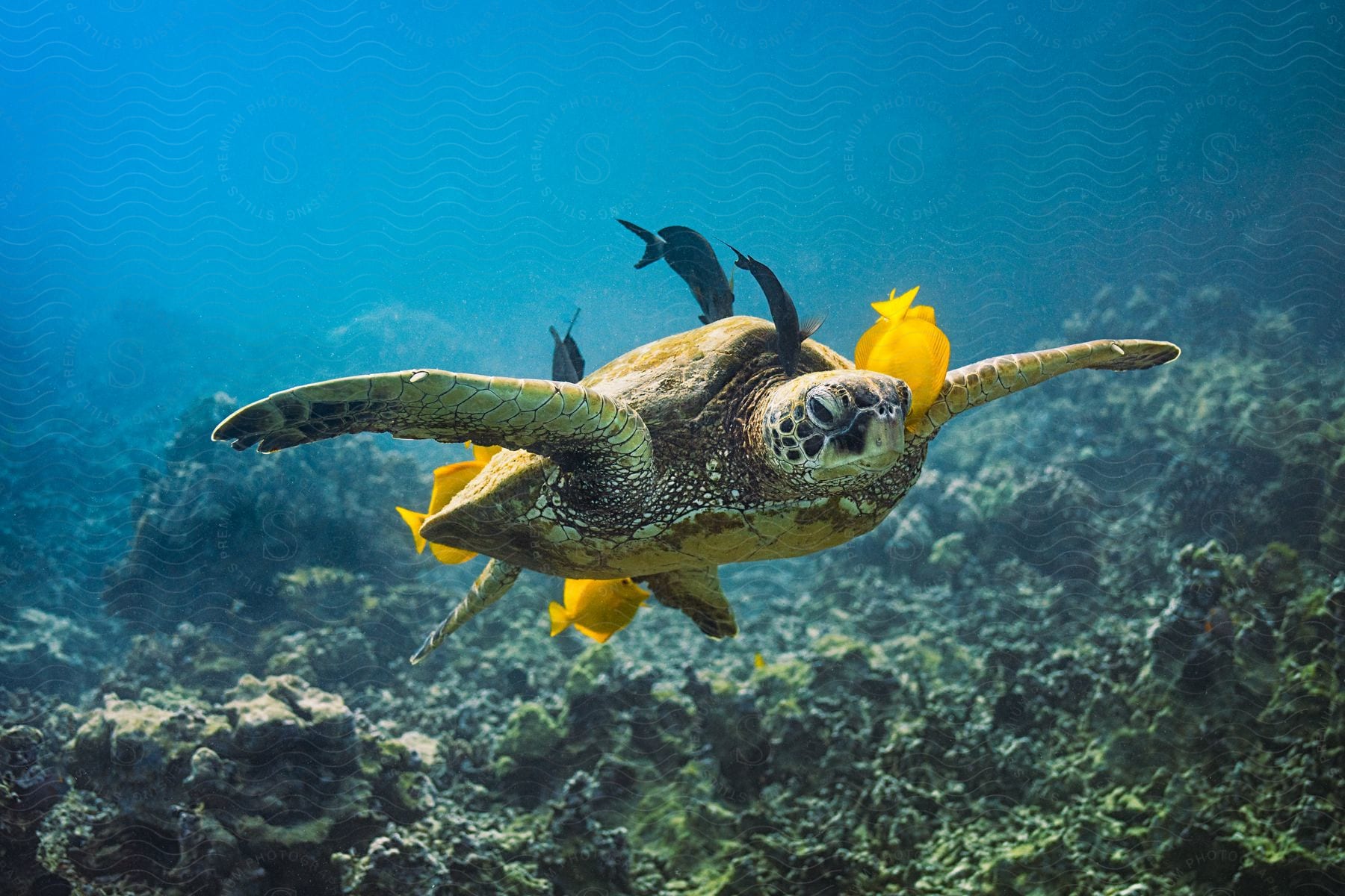 Sea turtle swimming underwater with fishes in the ocean