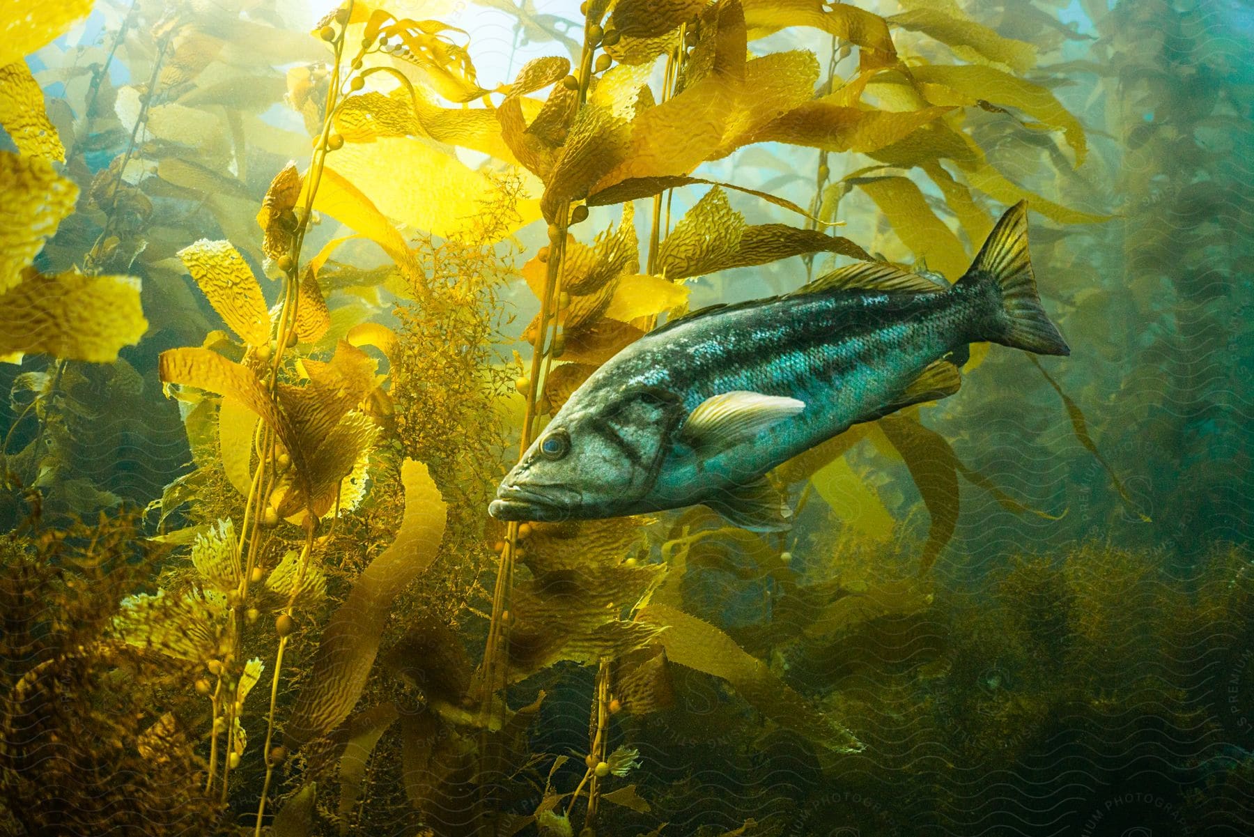 Kelp bass swimming around laminariales seaweed in water