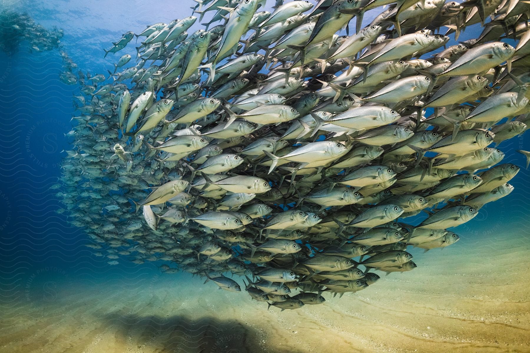 A synchronized group of fish swimming gracefully in the vibrant underwater world of the sea
