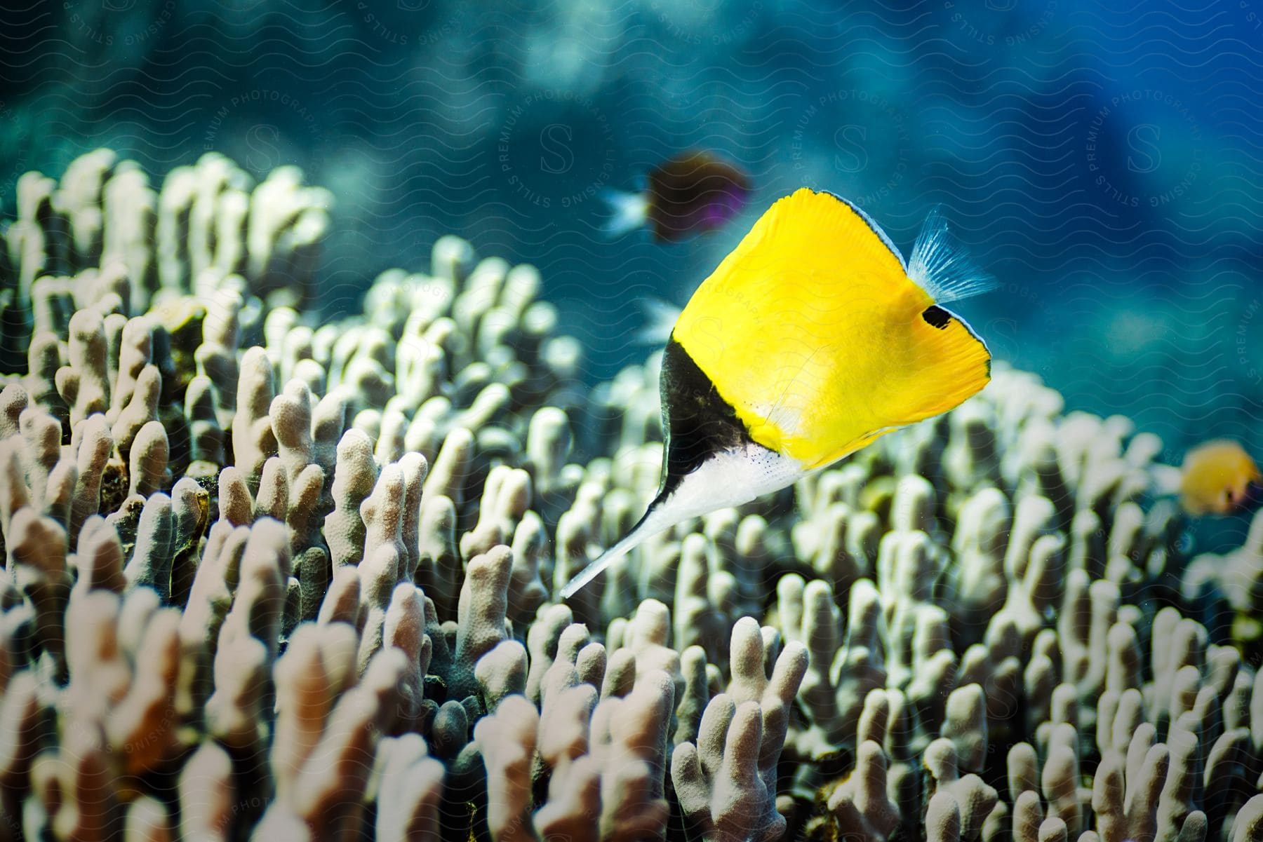 A Vibrant Yellow Fish Gracefully Swimming Through Swirling Particles In The Water Creating A Captivating Underwater Scene