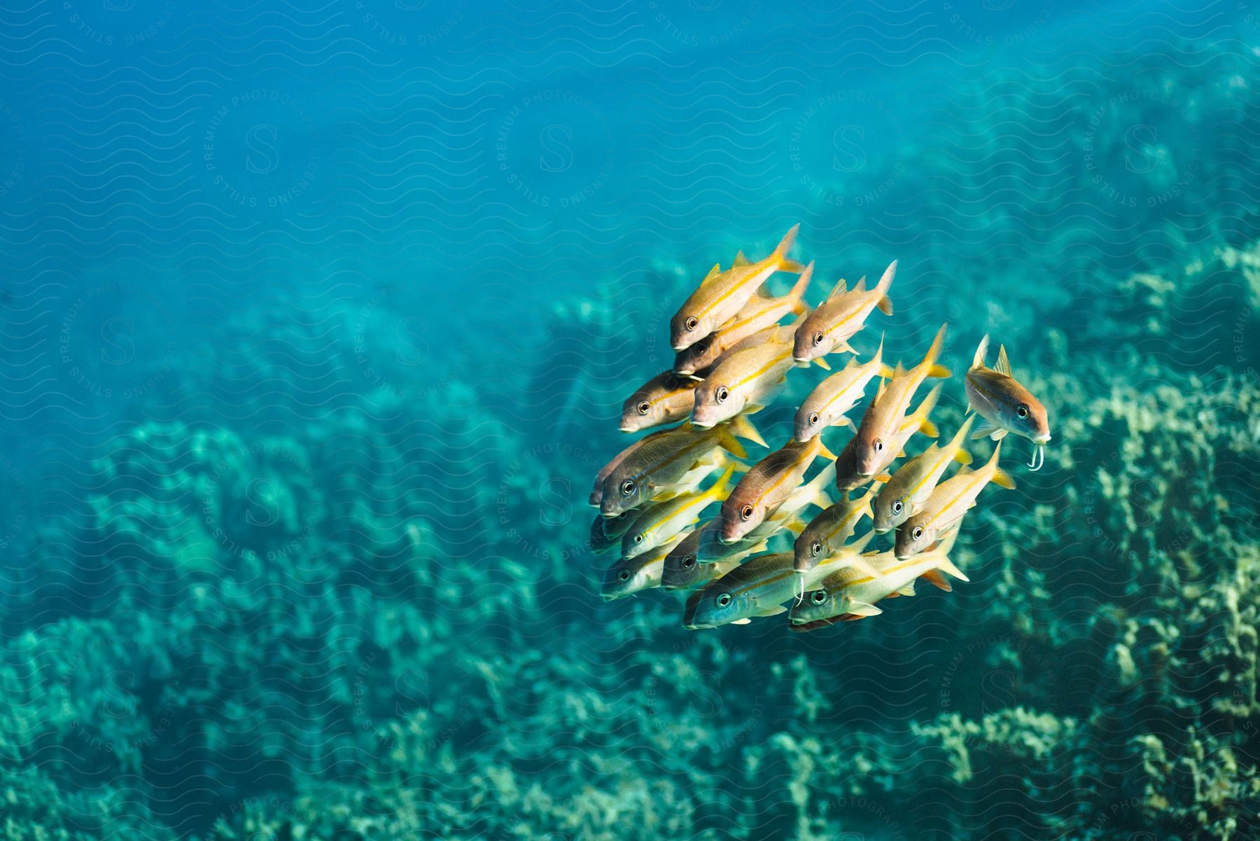 A small group of fish swimming near coral on the ocean floor