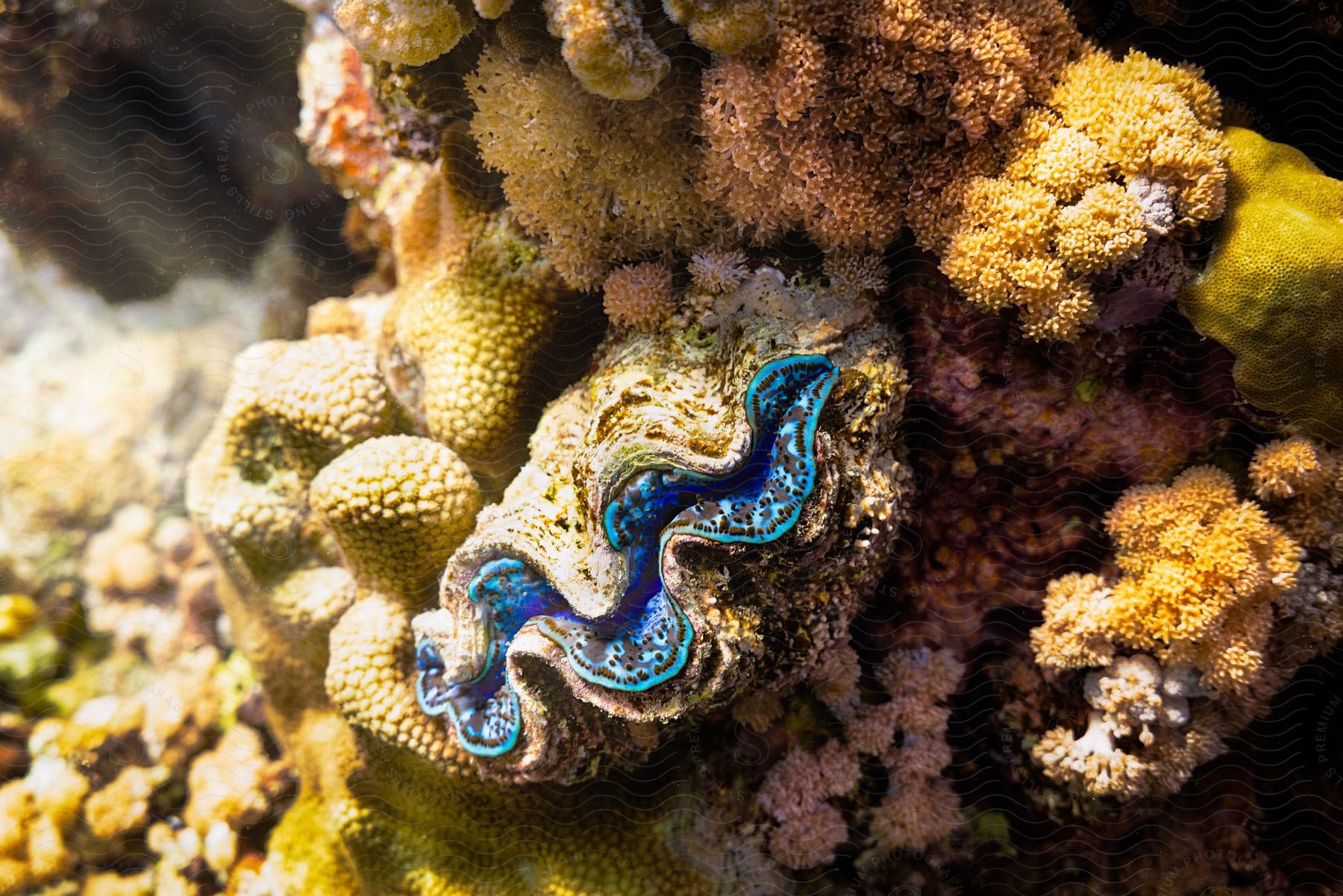 Coral reef colony underwater in a high key lighting showcasing marine invertebrates