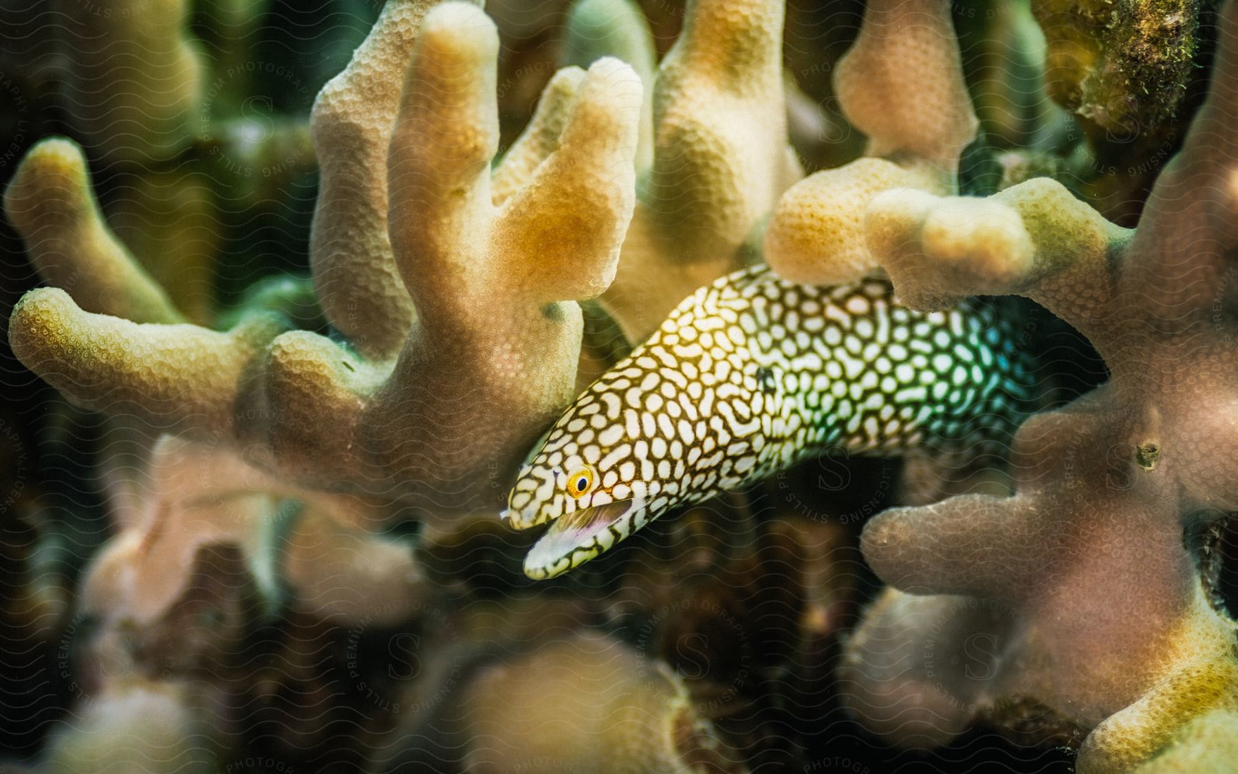 Underwater organism in a coral reef