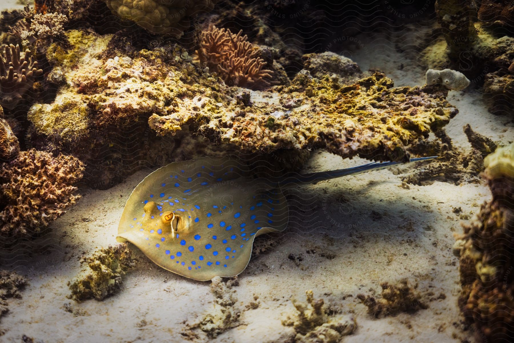 A jellyfish rests under coral on the ocean floor