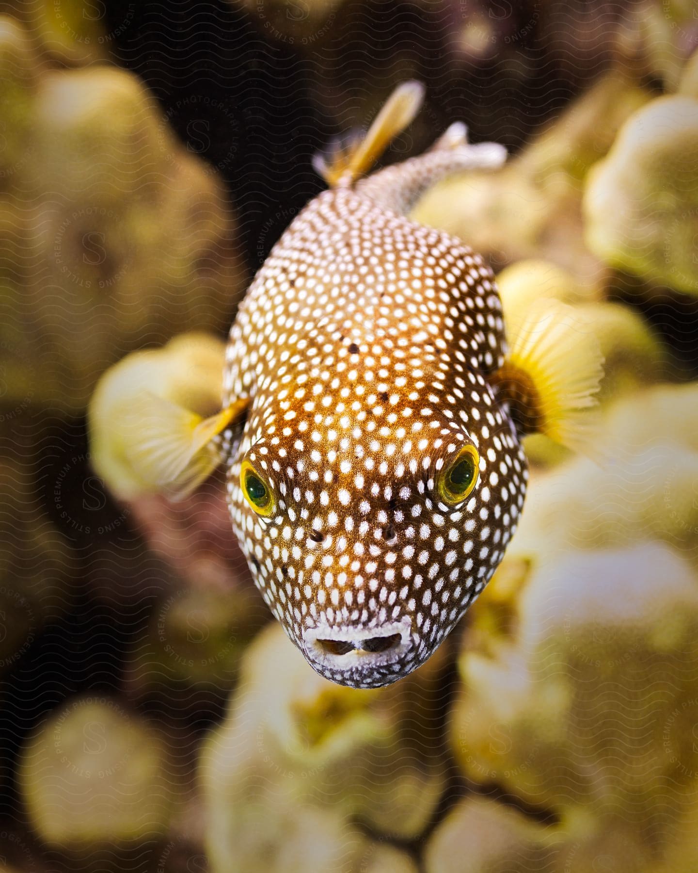 A fish swims in sparkling water in front of colorful coral