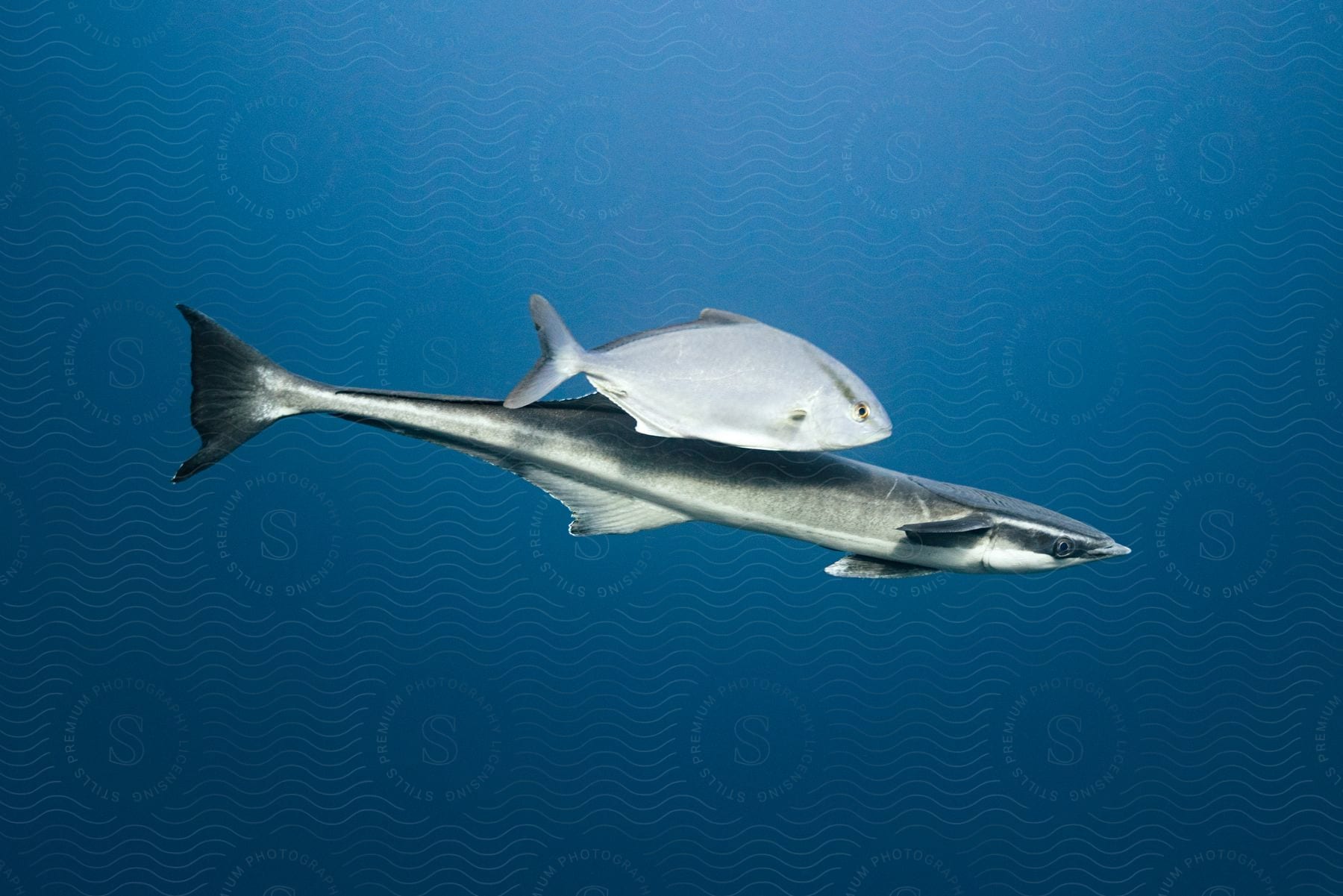 Two fish swimming together in ocean water