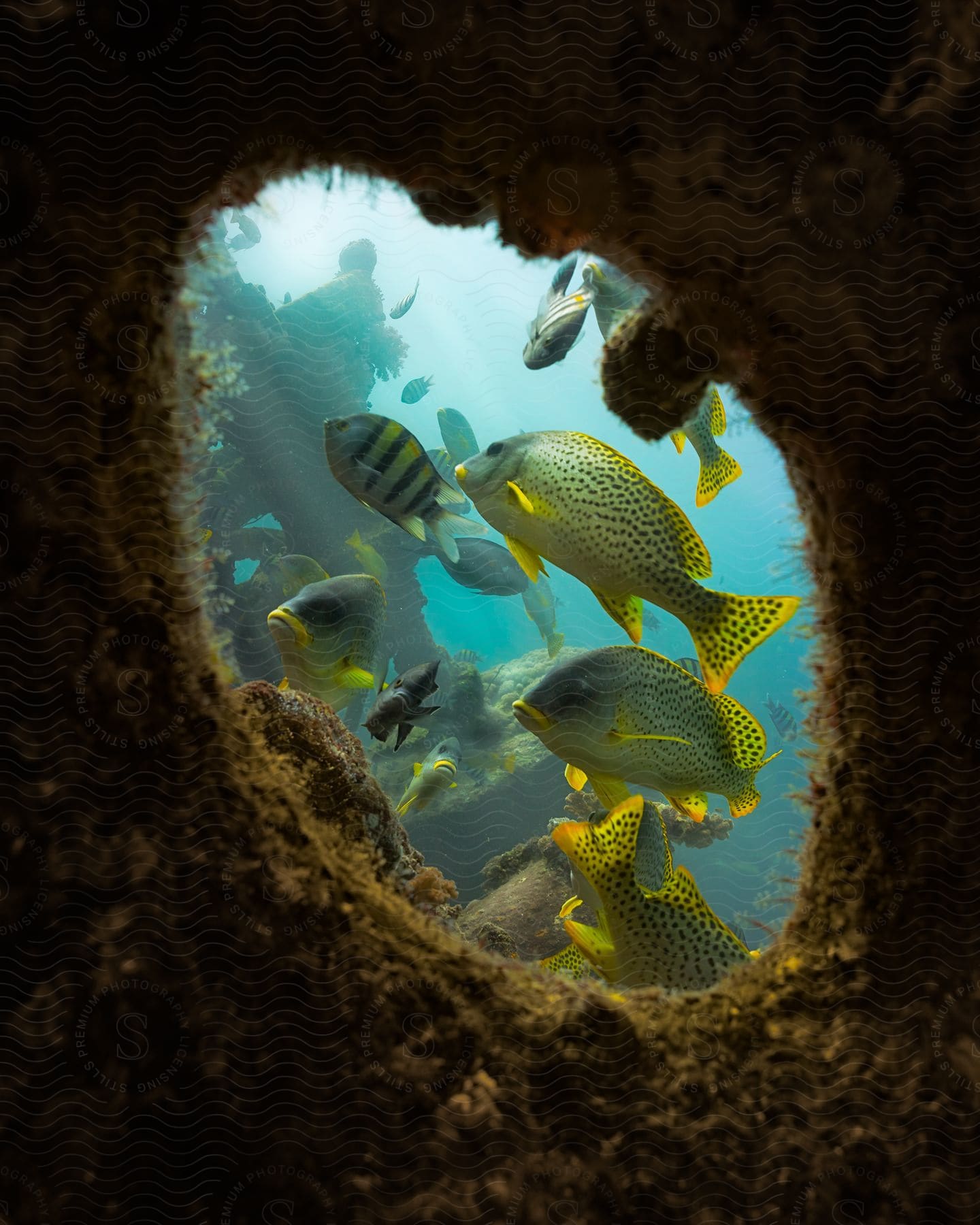 A school of fish with spotted yellow and striped black and yellow patterns swim through the ocean