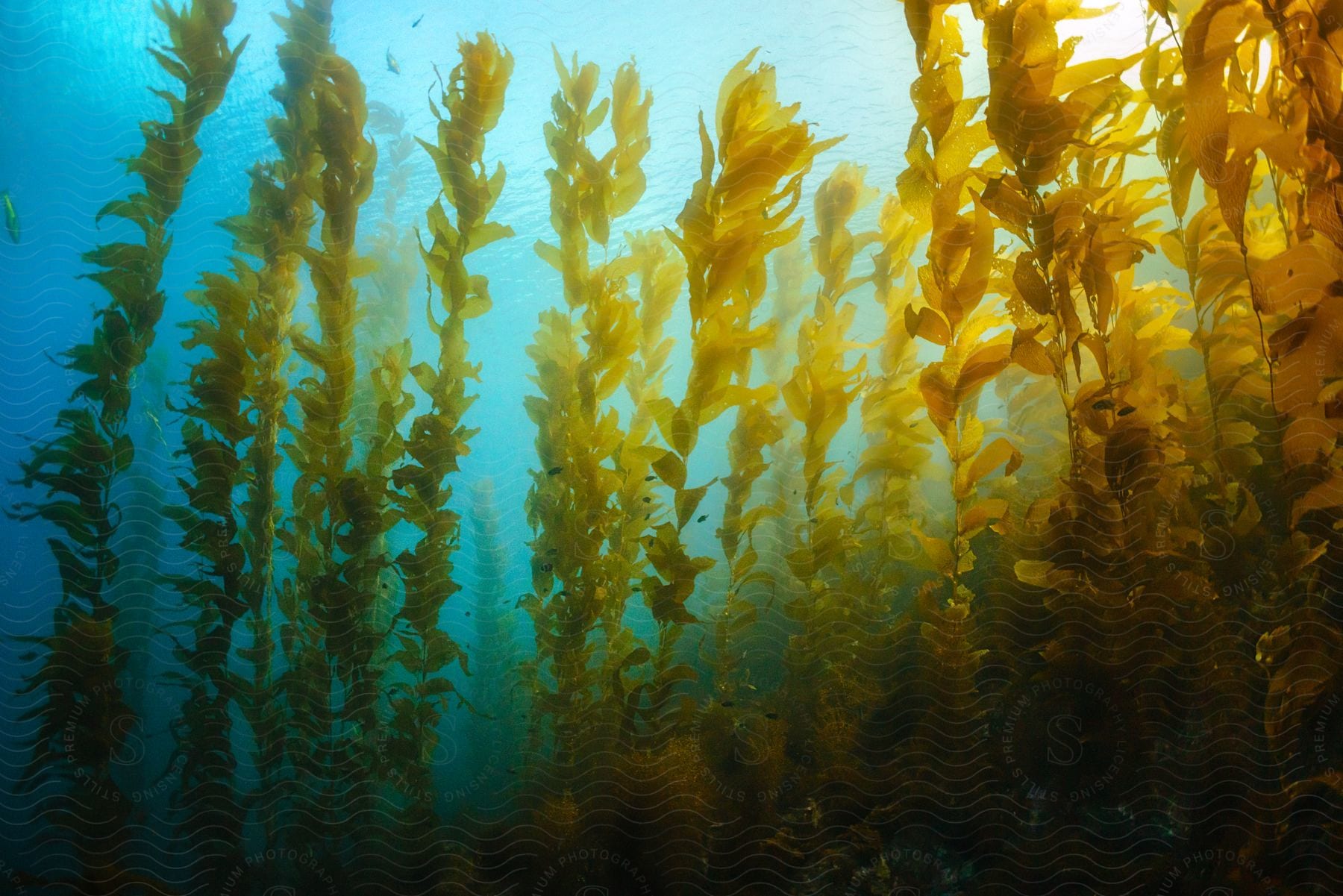 Underwater seaweed in a natural aquatic environment