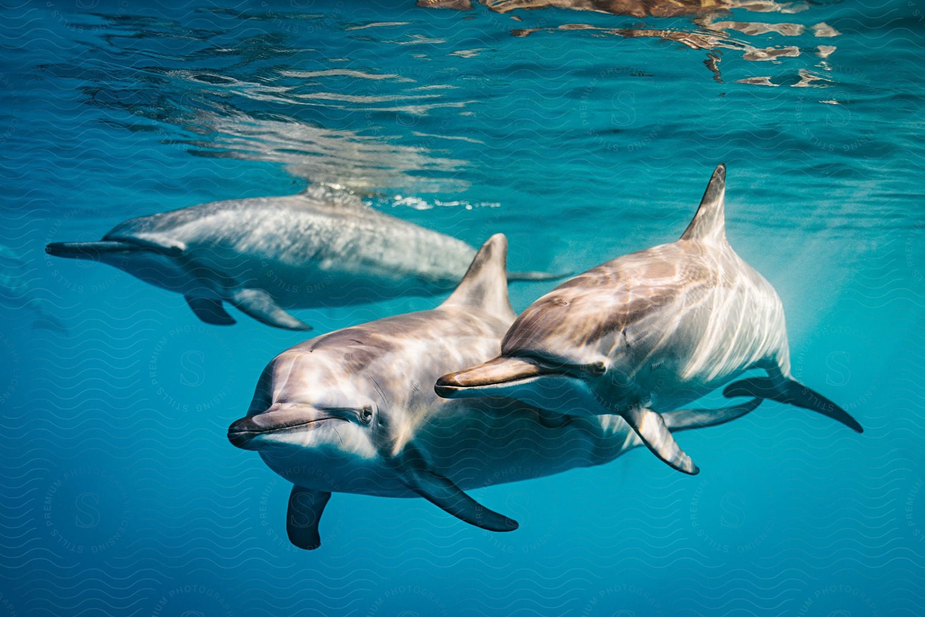 Three dolphins swimming in clear blue water with sunlight shining from above