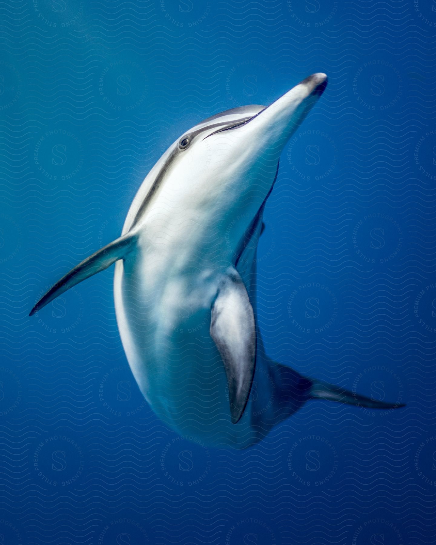 Striped dolphin swimming in blue water