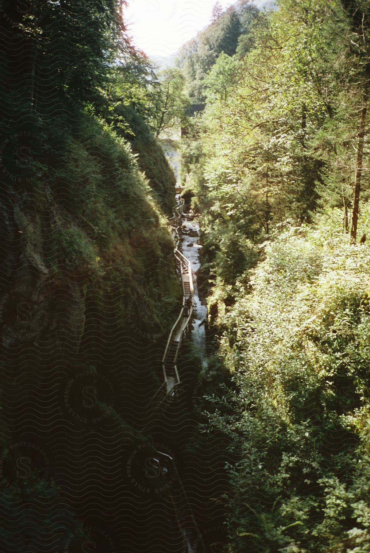 Wooden stairs climbing along a stream in a forest canyon