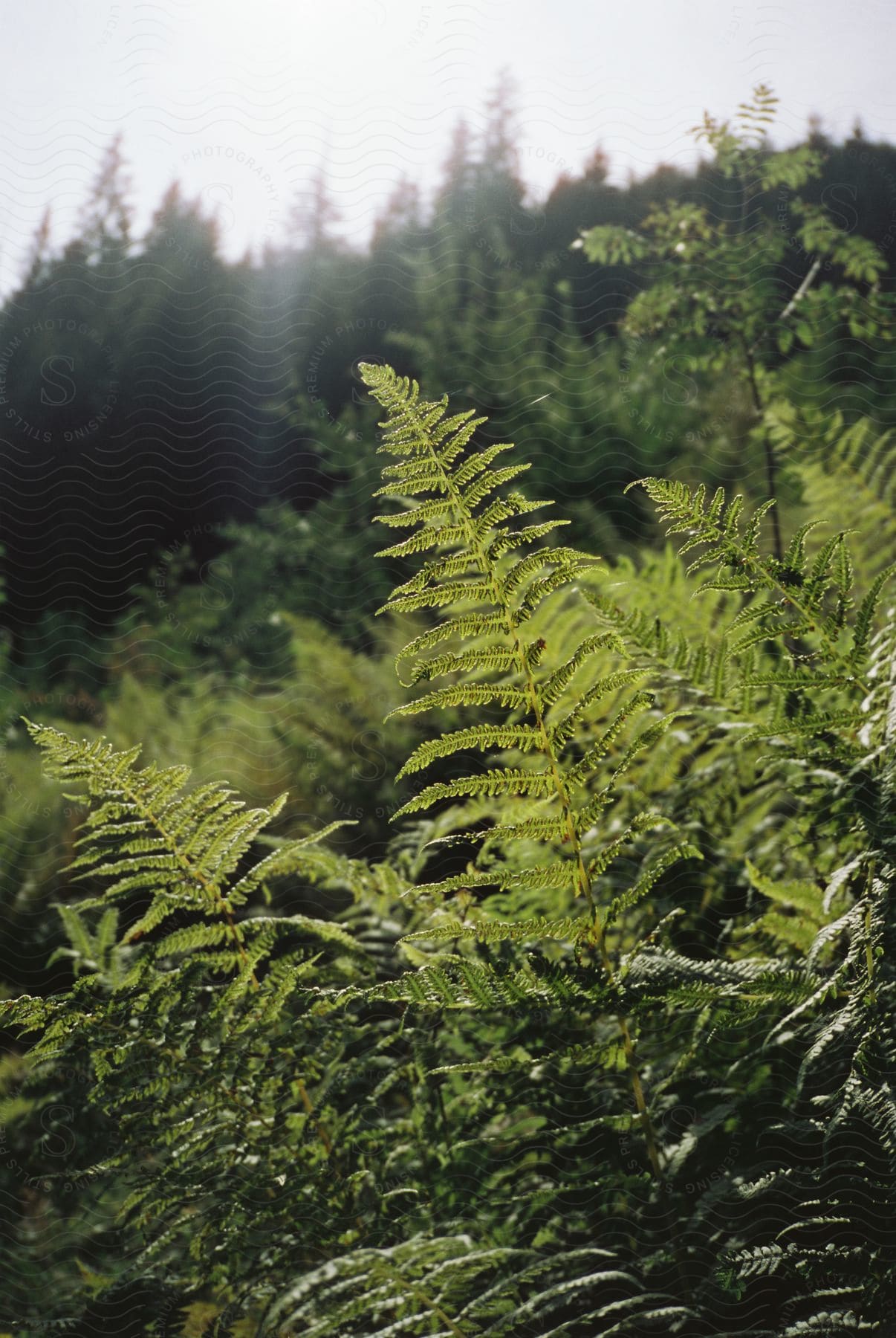 A lush green rainforest with tall trees and dense vegetation