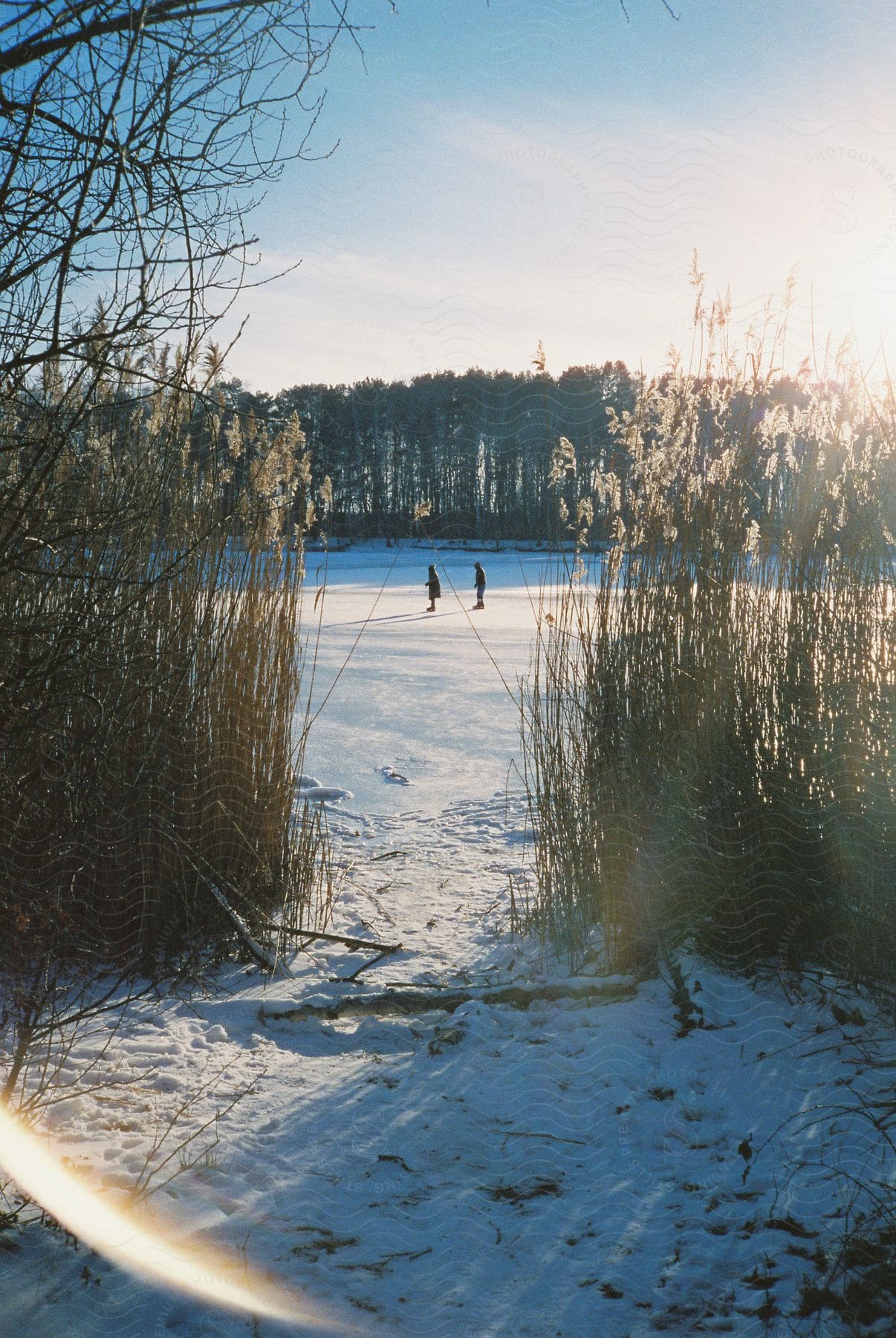 Two people ice skating on a frozen lake with a path through tall grass on the bank