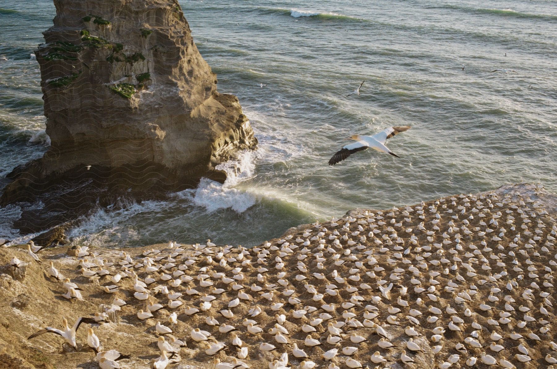 A white bird flying over a flock of nesting birds in the sand near the ocean as waves crash against a rock formation