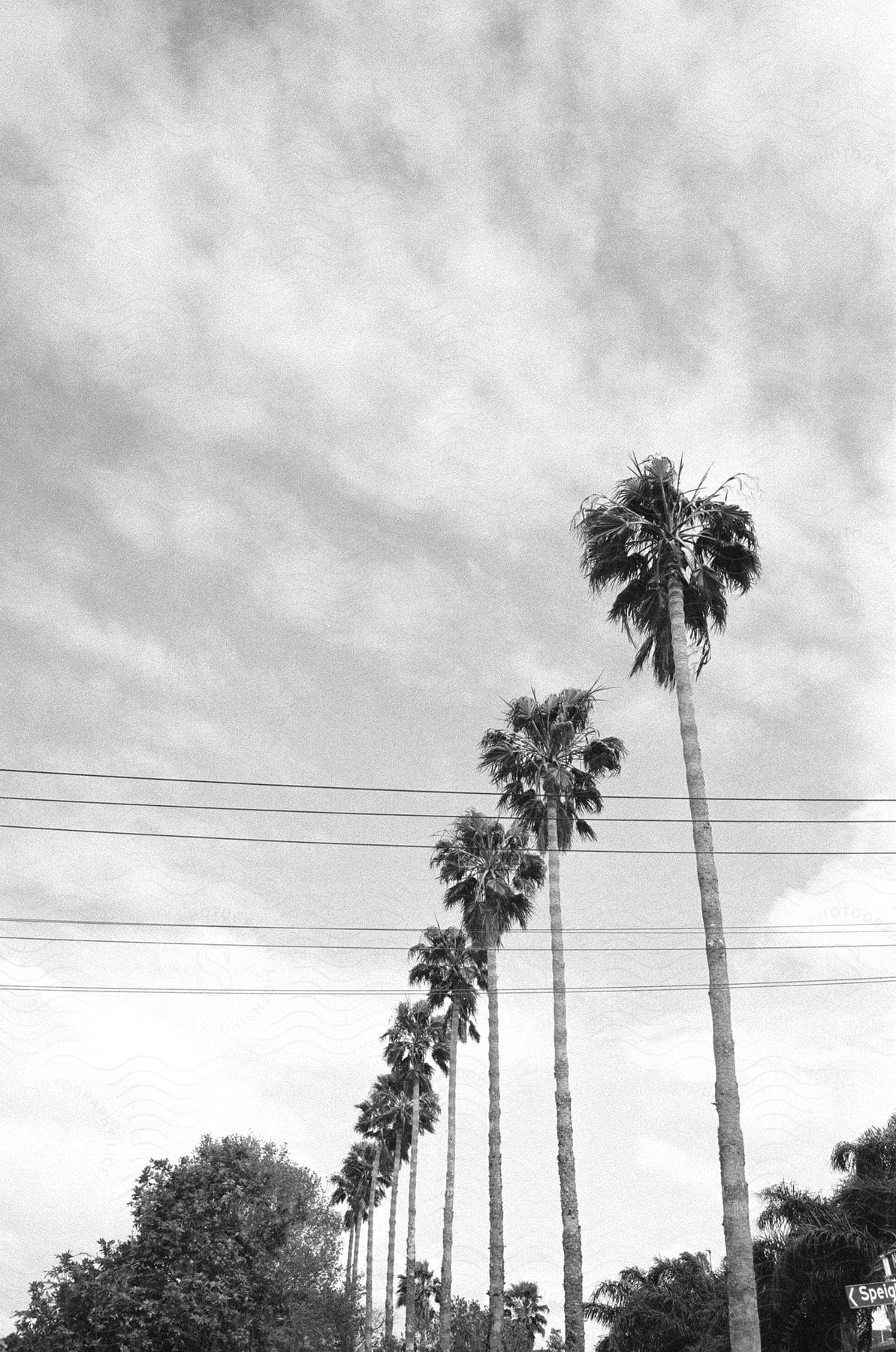 A row of palm trees and other trees crossing electrical wires