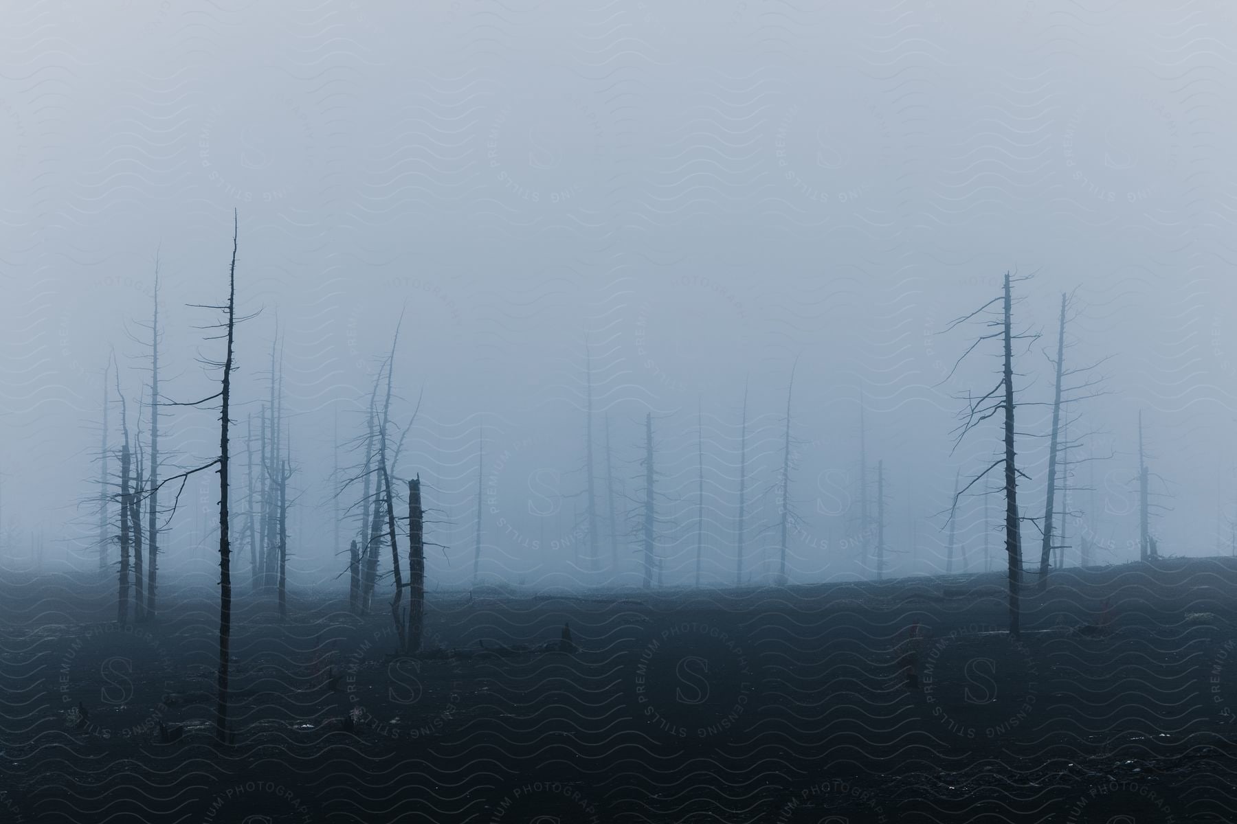 Burnt dead trees with heavy fog hiding distant trees