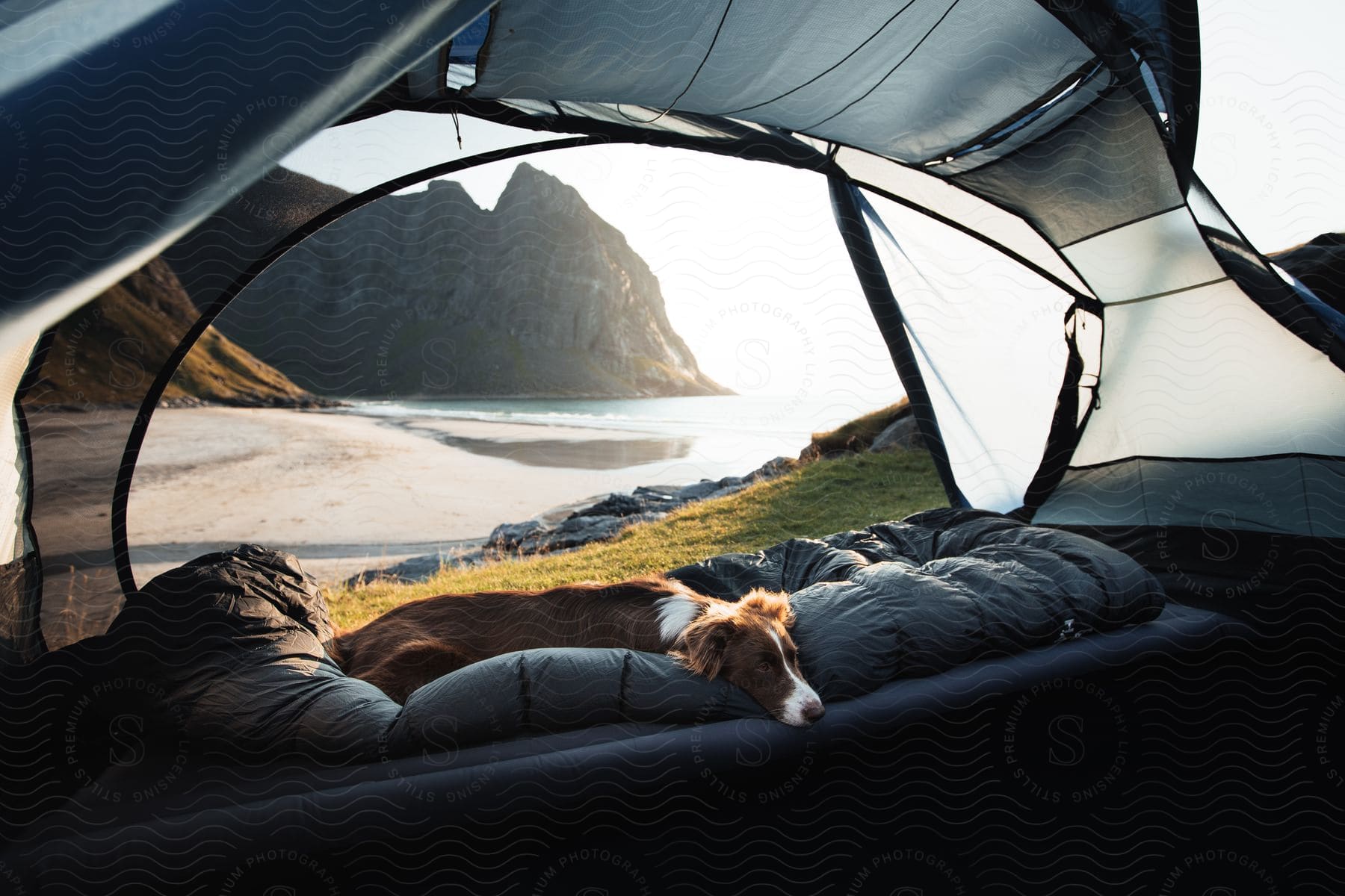 A peaceful scene of a dog near a tent in a natural outdoor setting