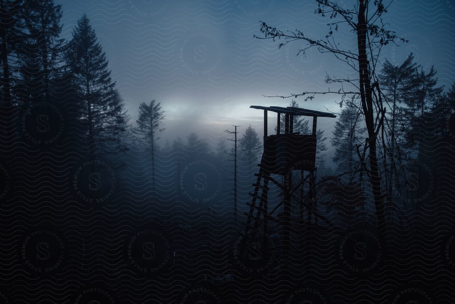 A serene woodland scene with a building and utility pole in the foreground under a cloudy sky at dusk