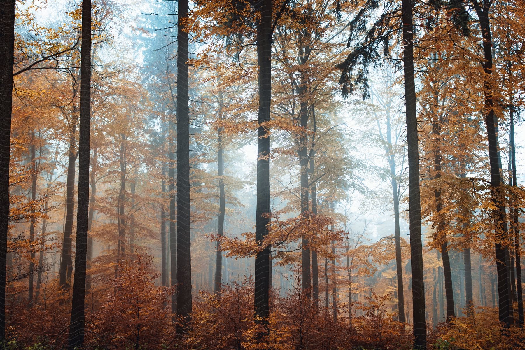 Forest trees with yellow leaves and mist descending in germanys enchanted forests