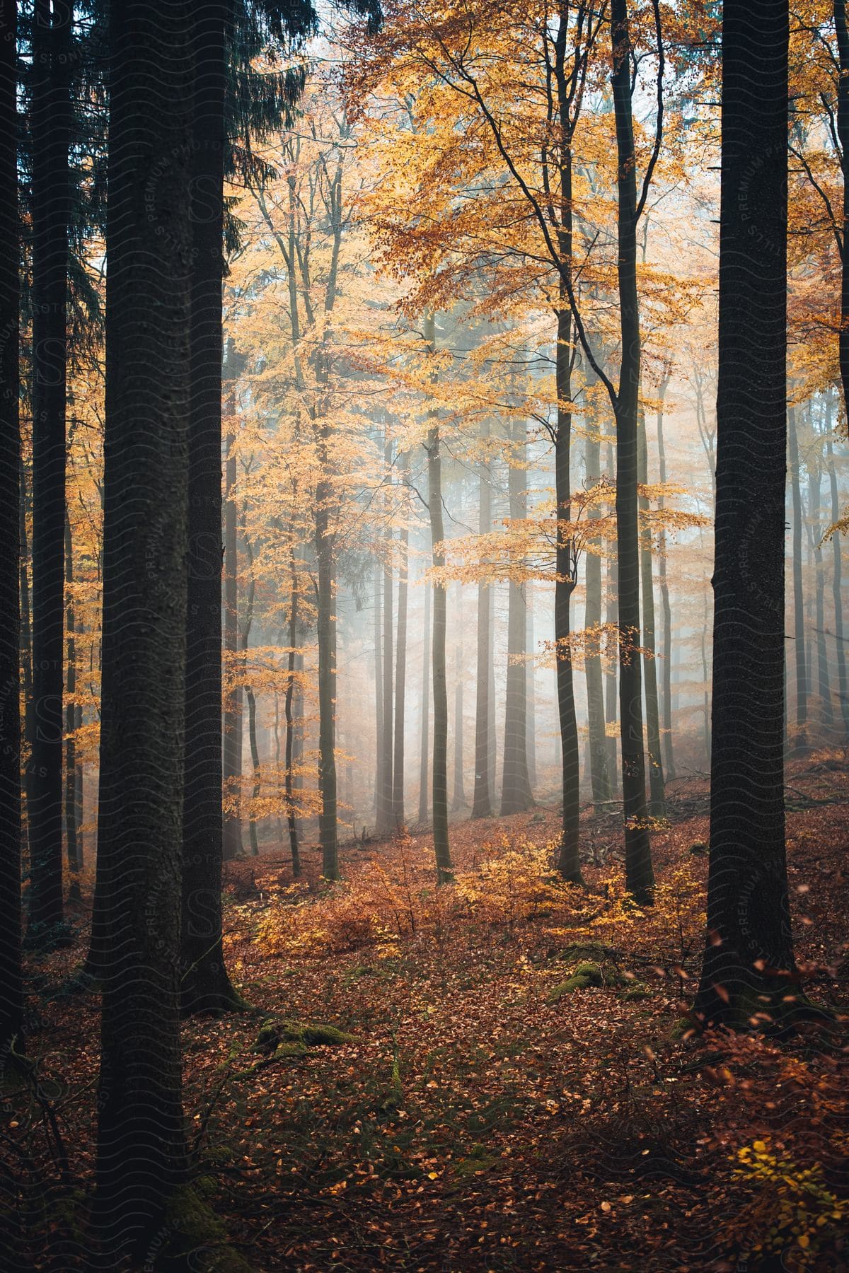 Trees in a forest captured during the fall season in germanys enchanted forests