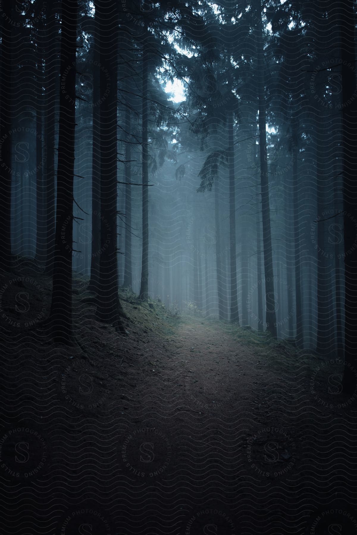 A misty path through a dark forest