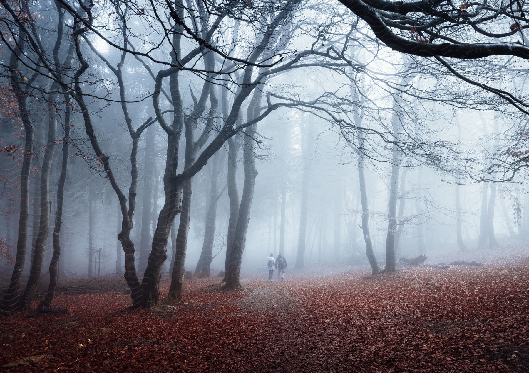 Two people walking up a leafcovered hill into a foggy forest