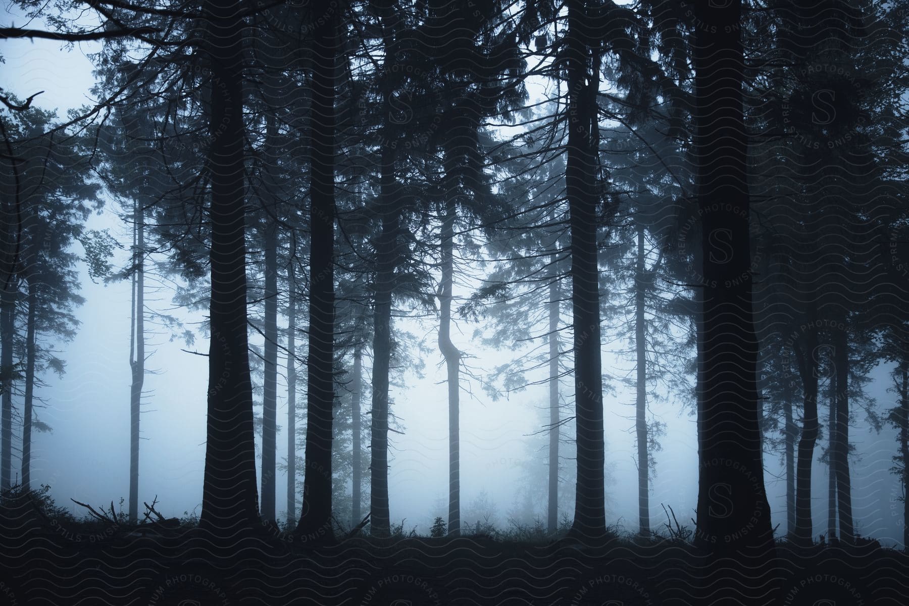 Daylight shines through tall trees in a foggy forest