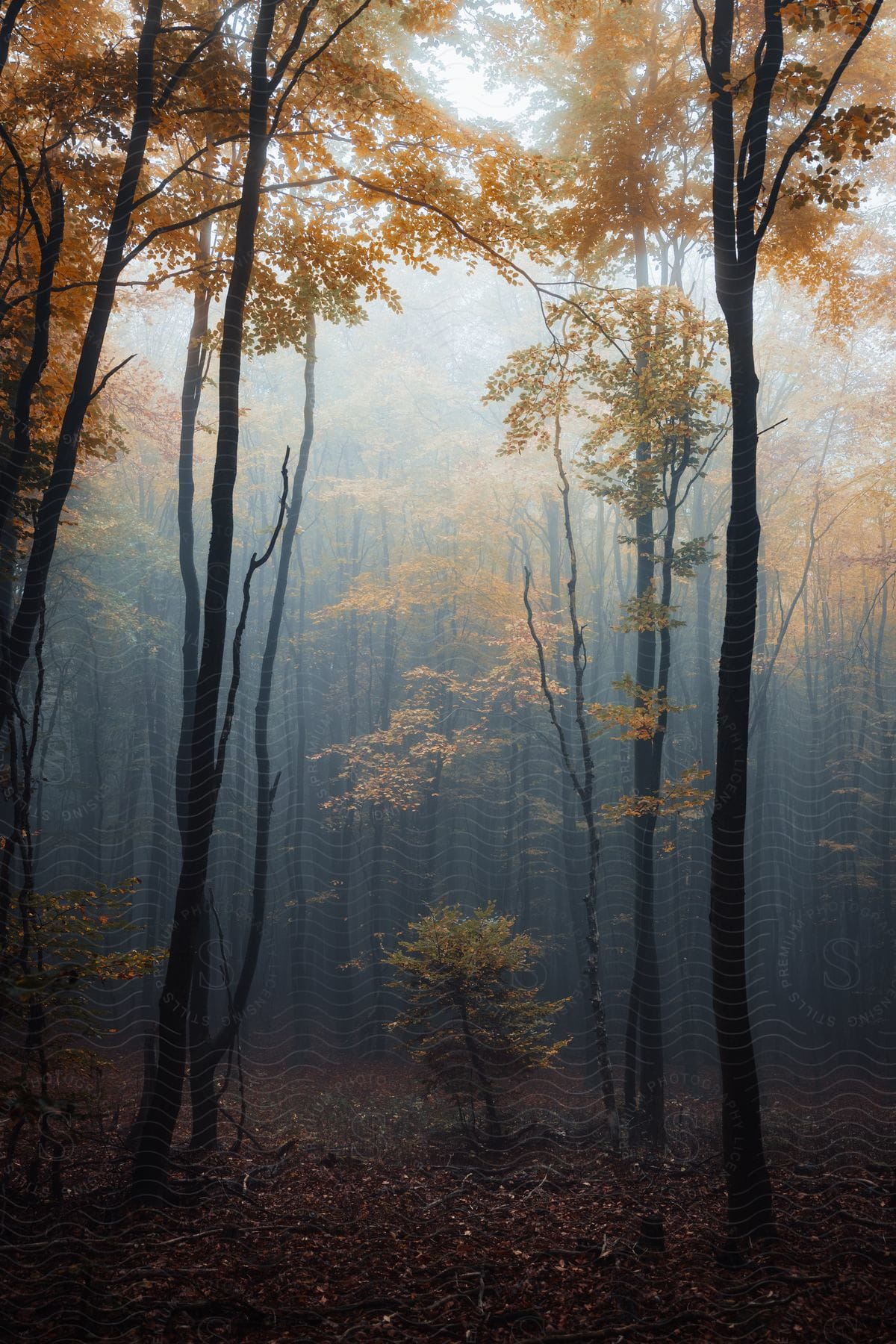 Sunlight illuminates fog in a forest with fallcolored leaves