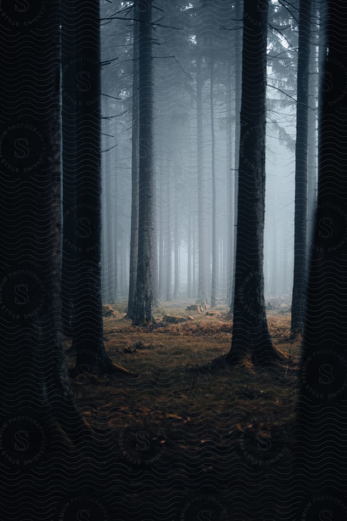 Fall colored leaves on the ground among tall trees in a foggy forest