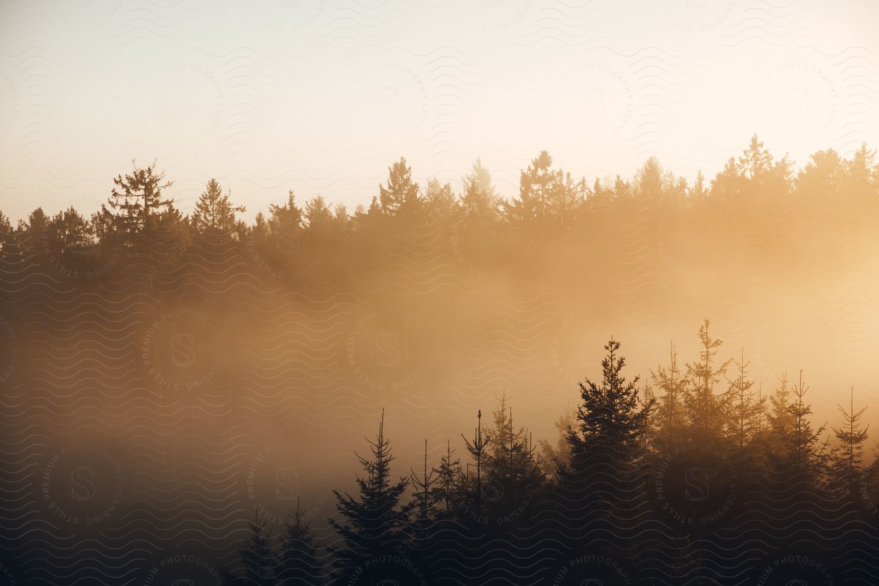 Forest landscape with fog during sunrise