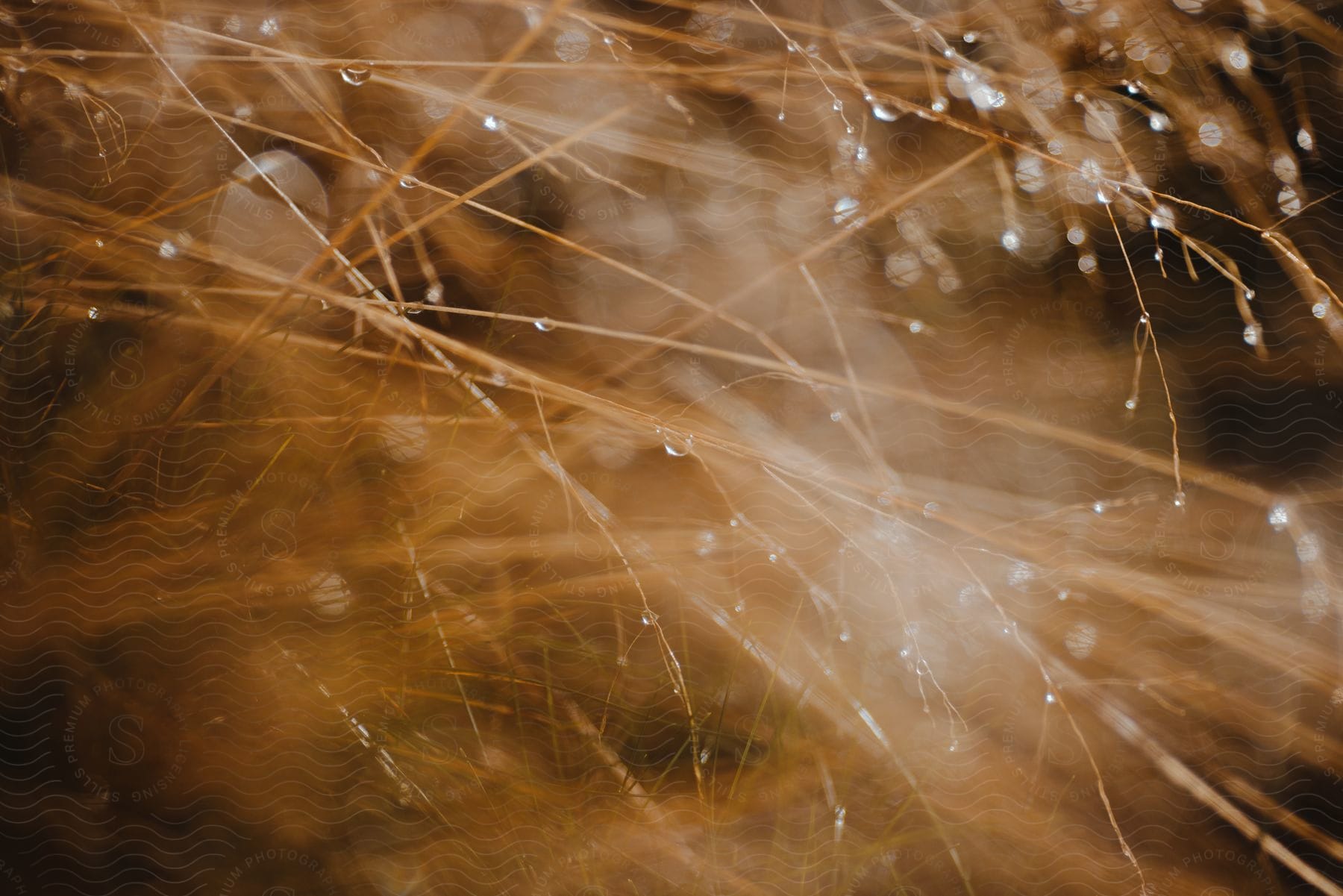 A serene outdoor scene with plants and flowers near water