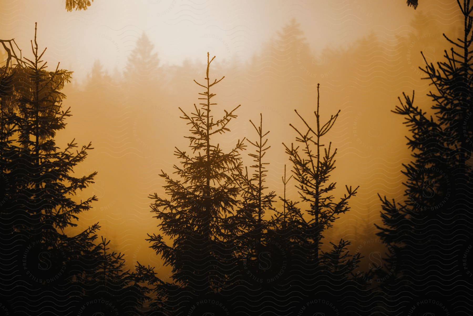 Silhouettes of pine trees in an orange hazy sky