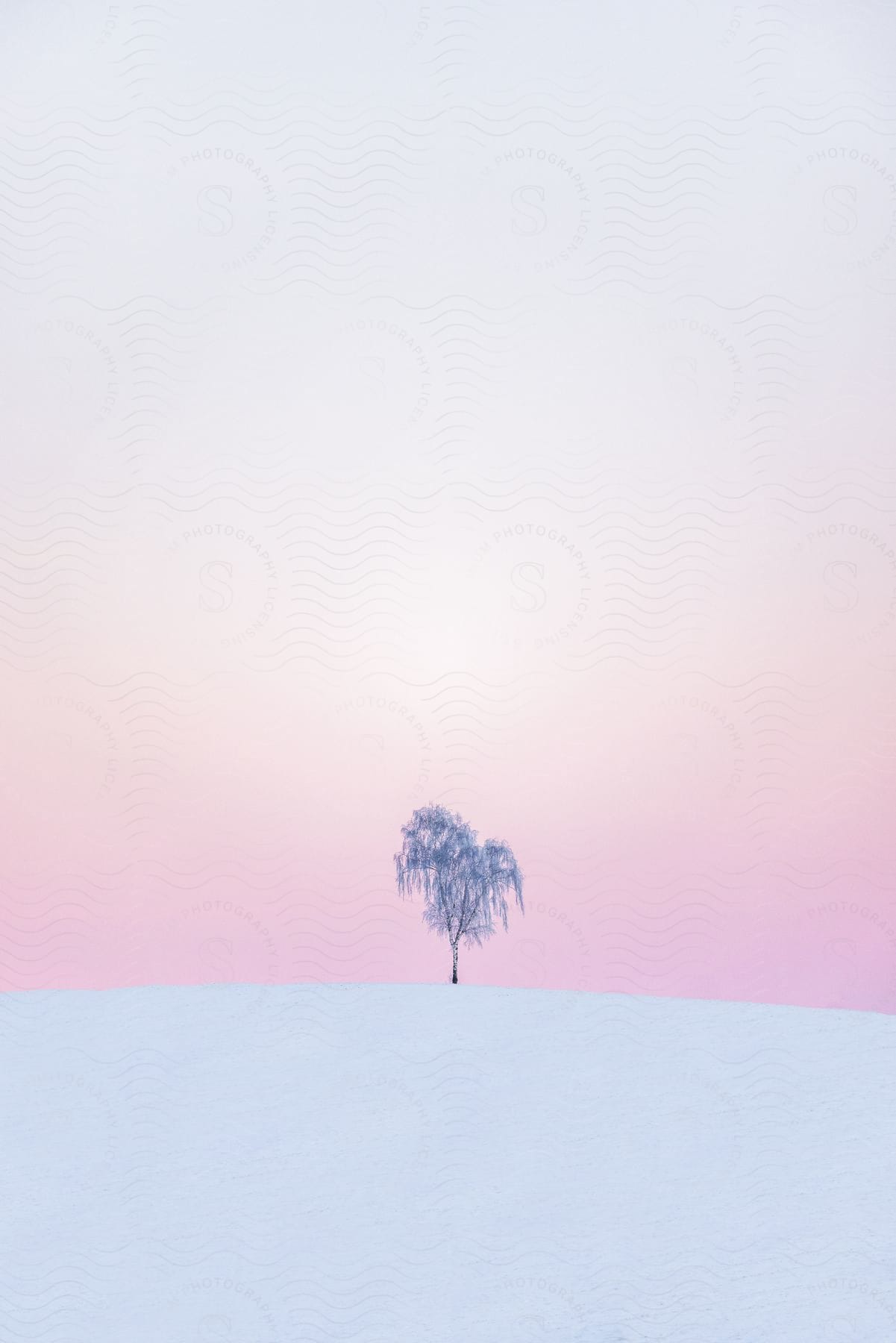 A snowcovered field with a single tree against a pink and white sky