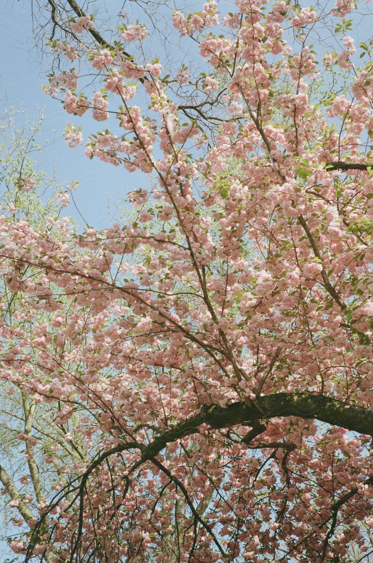 The vibrant springtime tree blossoms against the sky backdrop