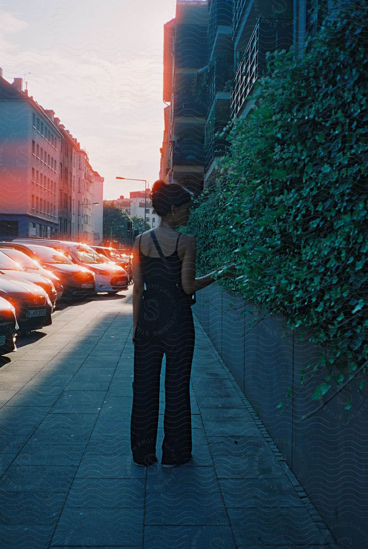 A lady stands beside some vehicles and touches a green leaf in the outdoors at dusk or dawn