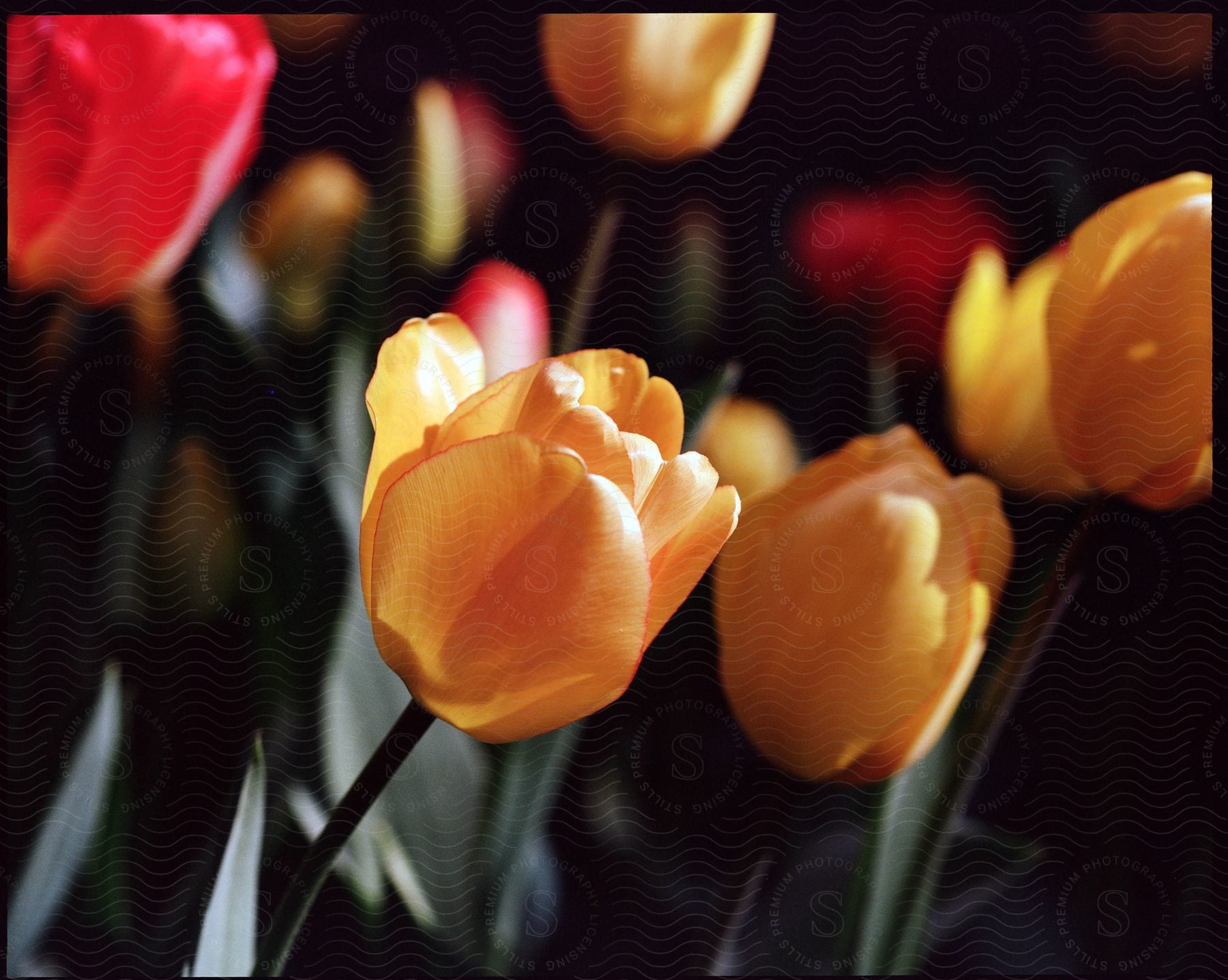 Yellow roses glow in the moonlit night creating a serene scene in a closedup garden