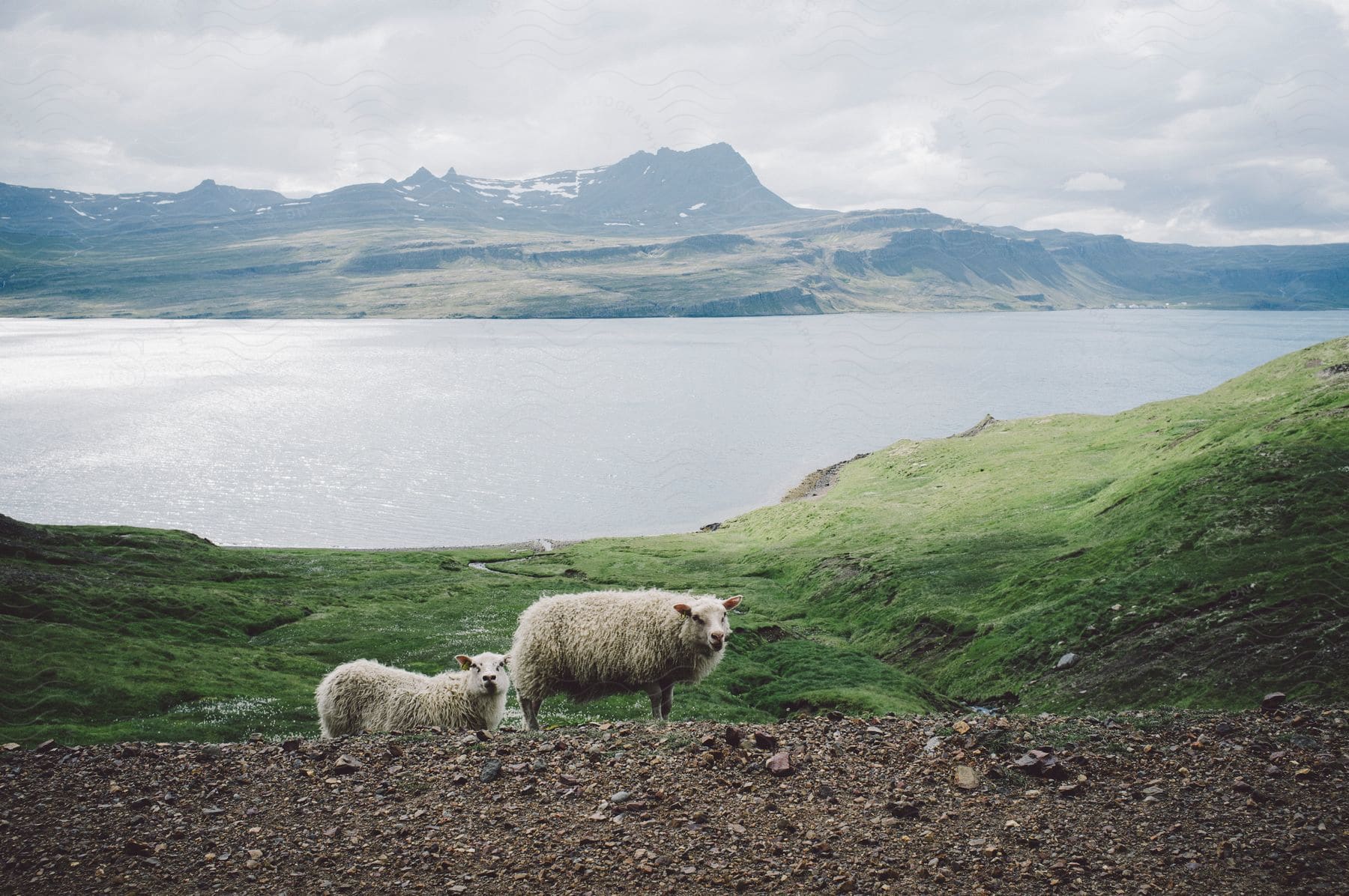 Sheep in rock bed near grassy hills by lake with mountains
