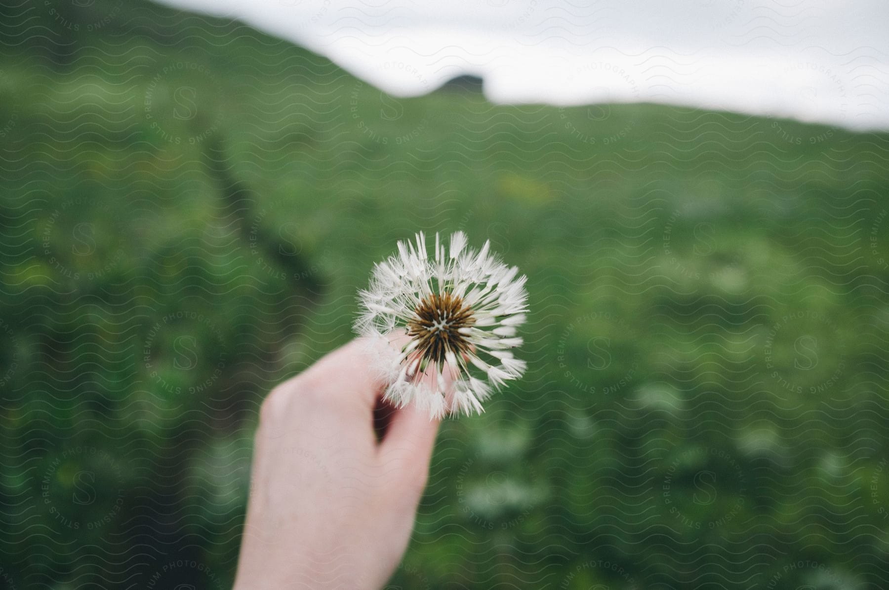 A person holds a dandelion full of seeds with a blurred grassy hill in the background