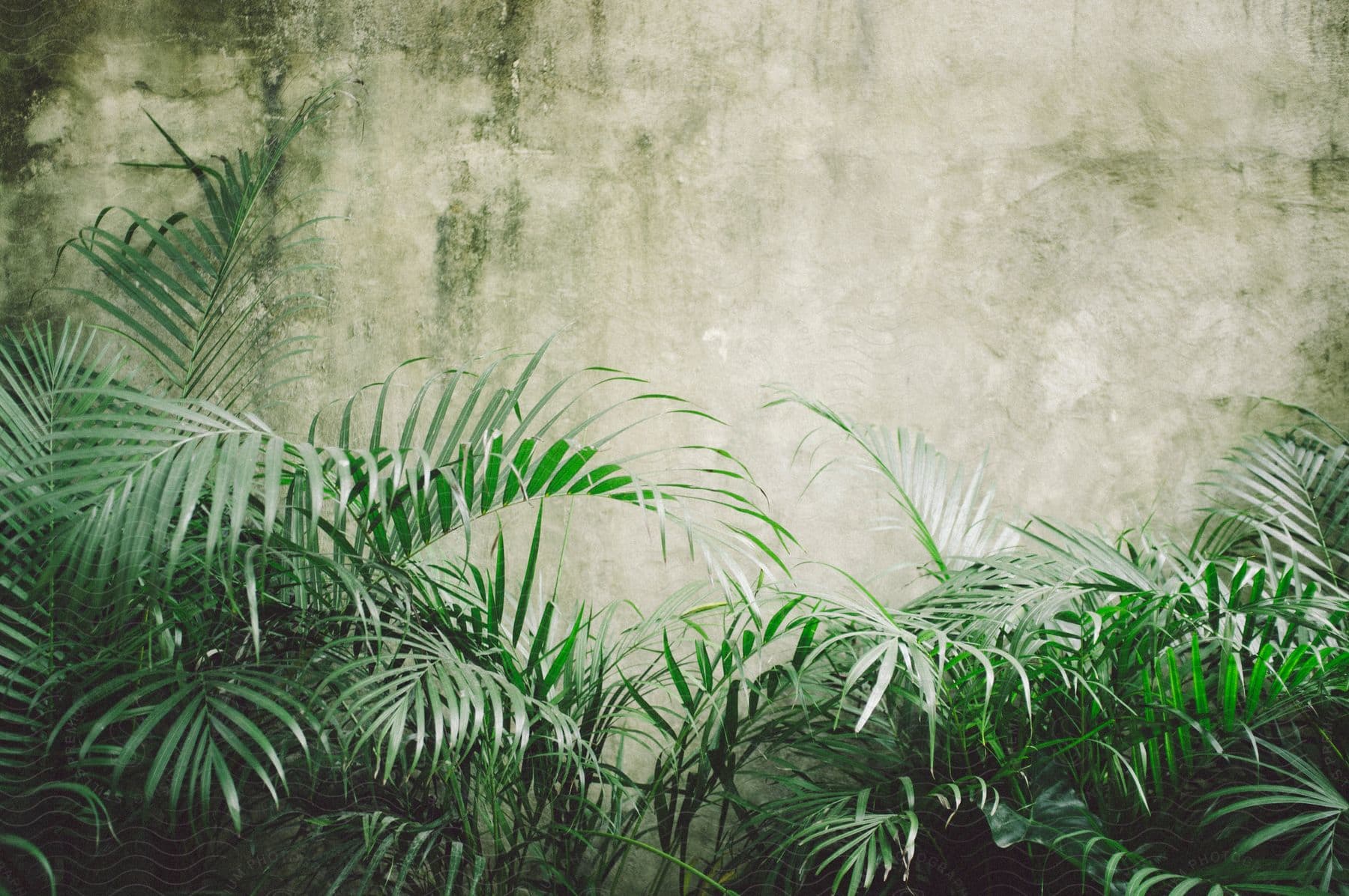 Ferns growing against a grey wall