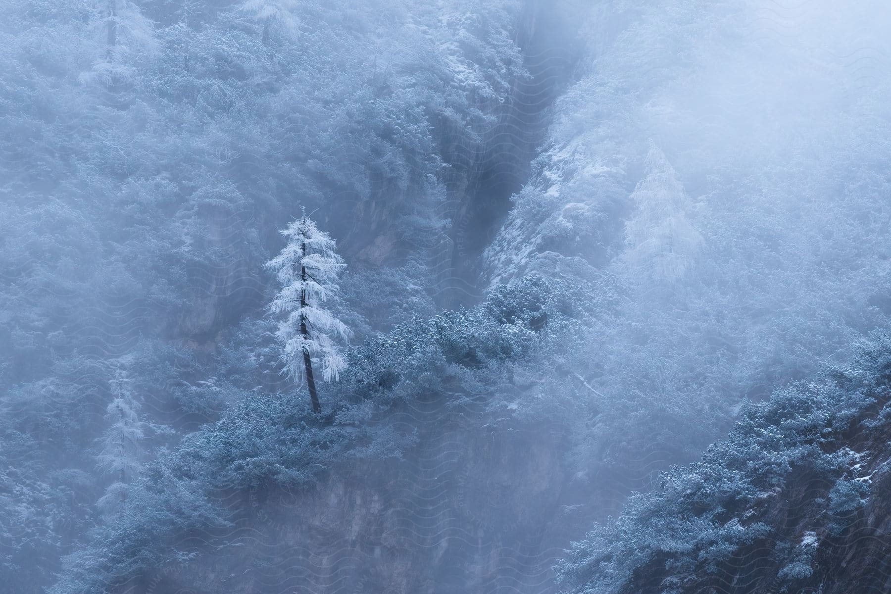 A tree with white leaves grows on cliffs in mistcovered mountains