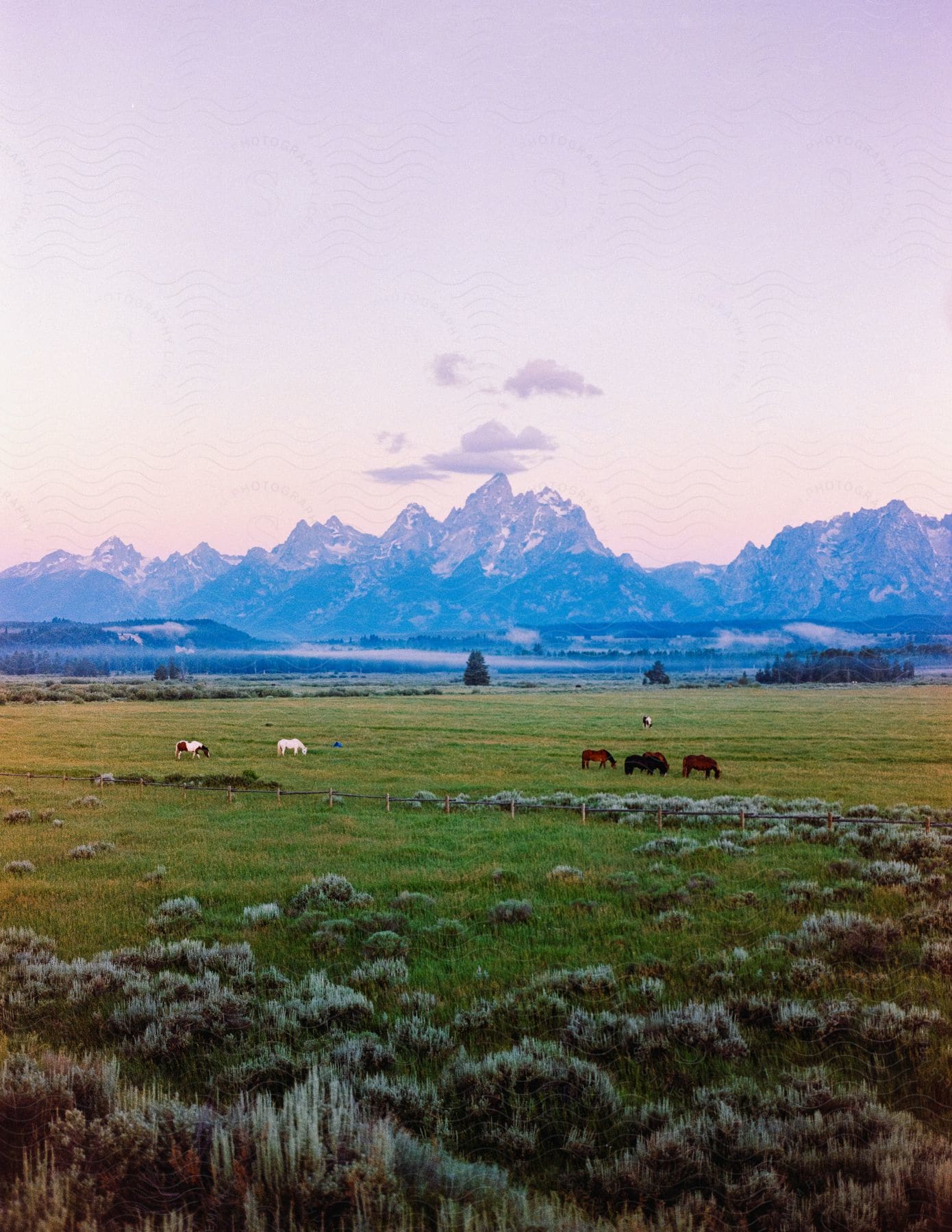 Stock photo of grassland with horses grazing and mountains in the background at sunset