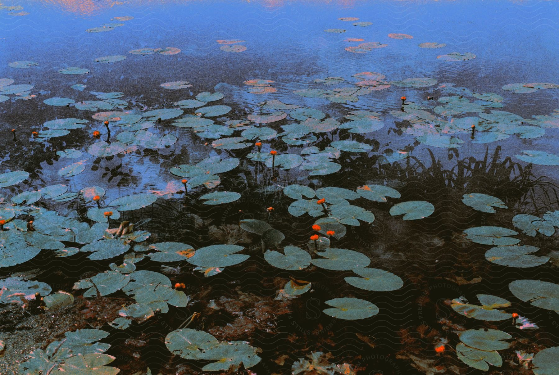 A pond filled with blooming lily pads