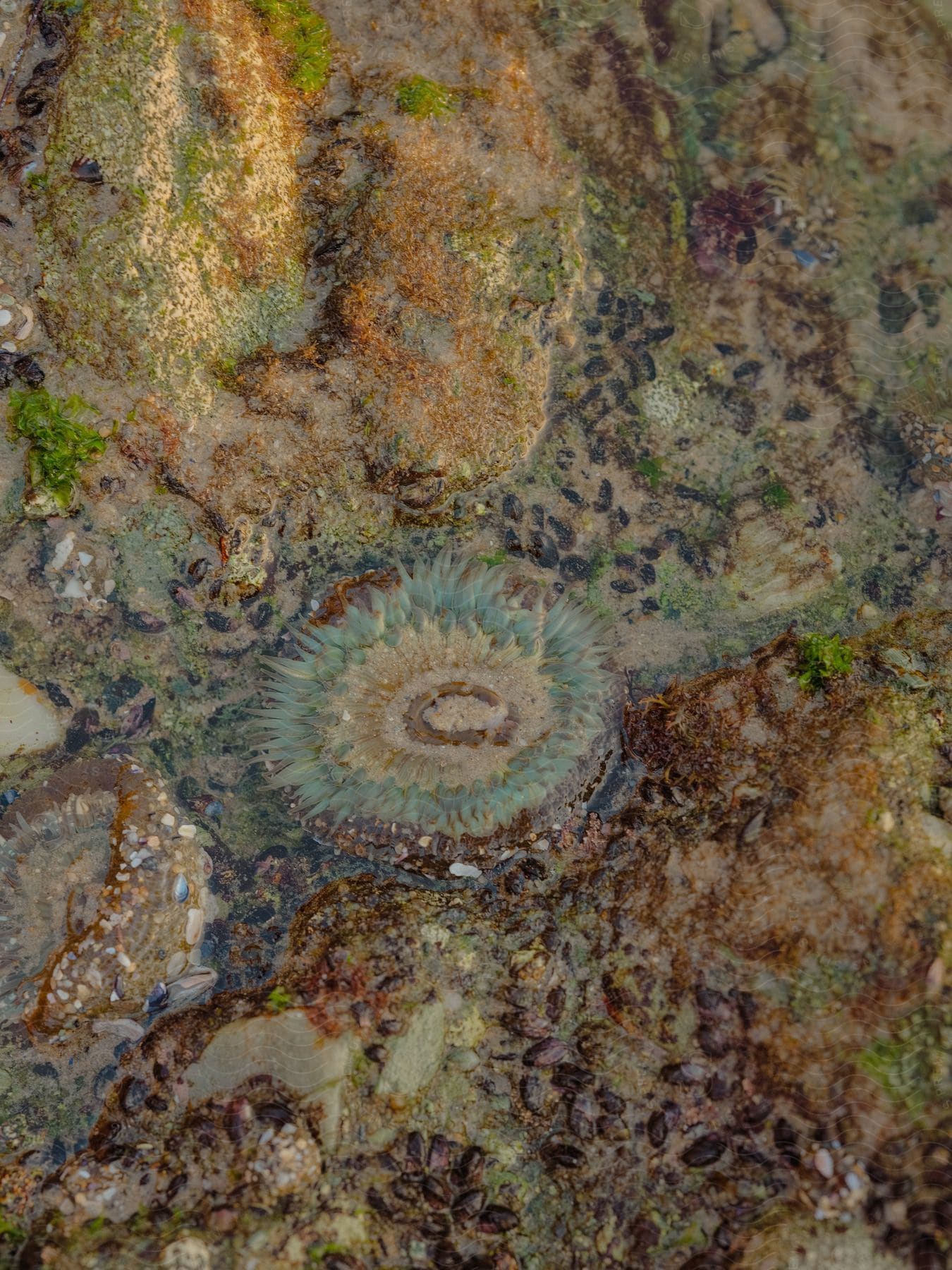 Marine plants and animals in shallow water along the coast seen from above