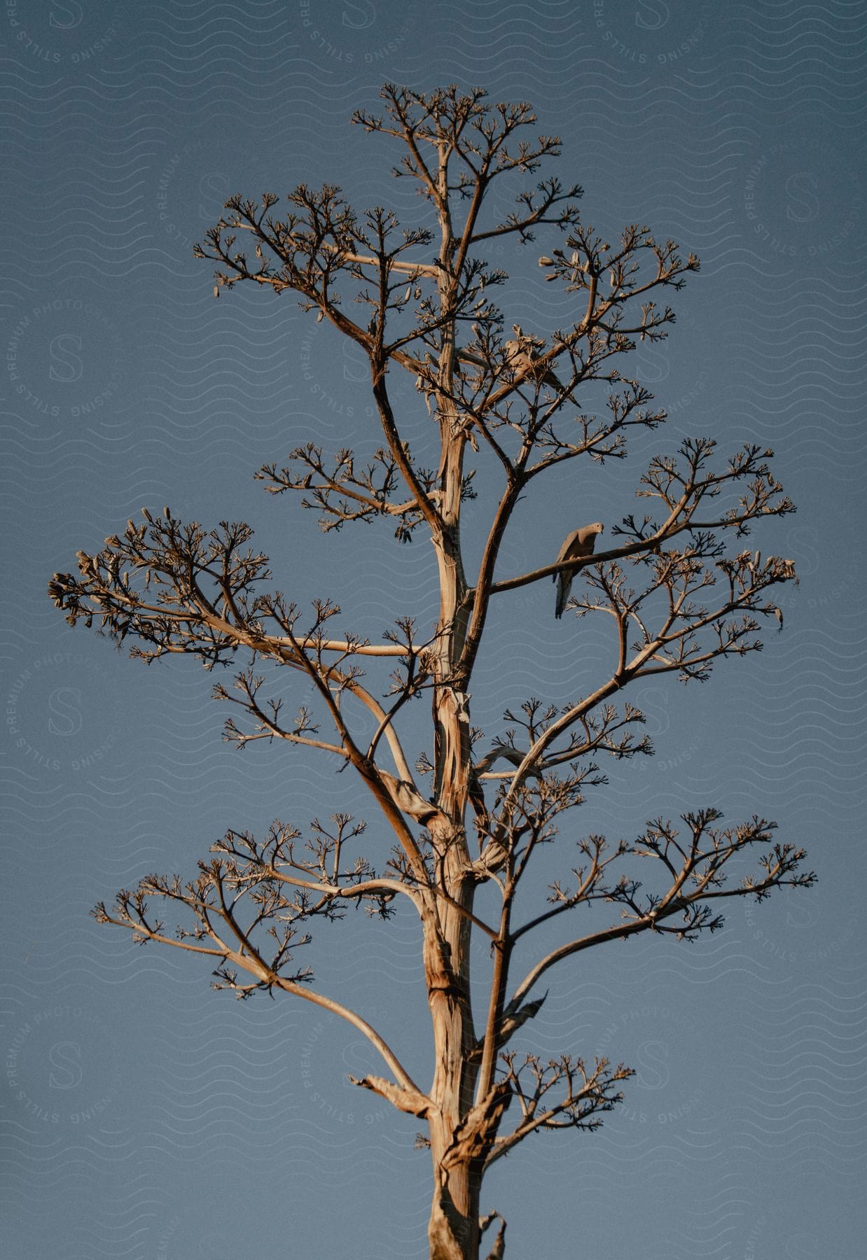 A bird perched on a tree trunk in a california landscape