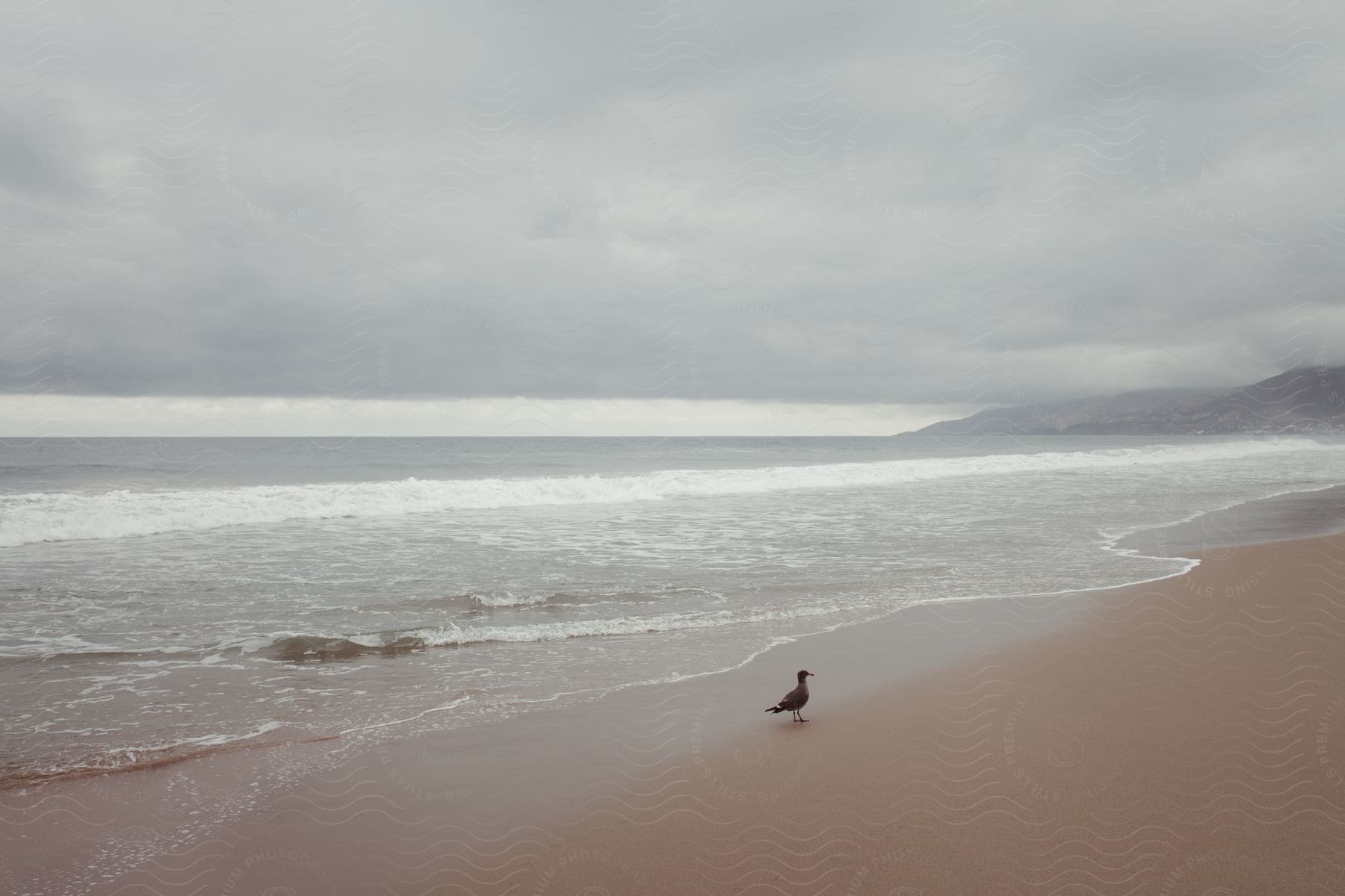 A bird sitting alone on the beach with cloudy skies and waves