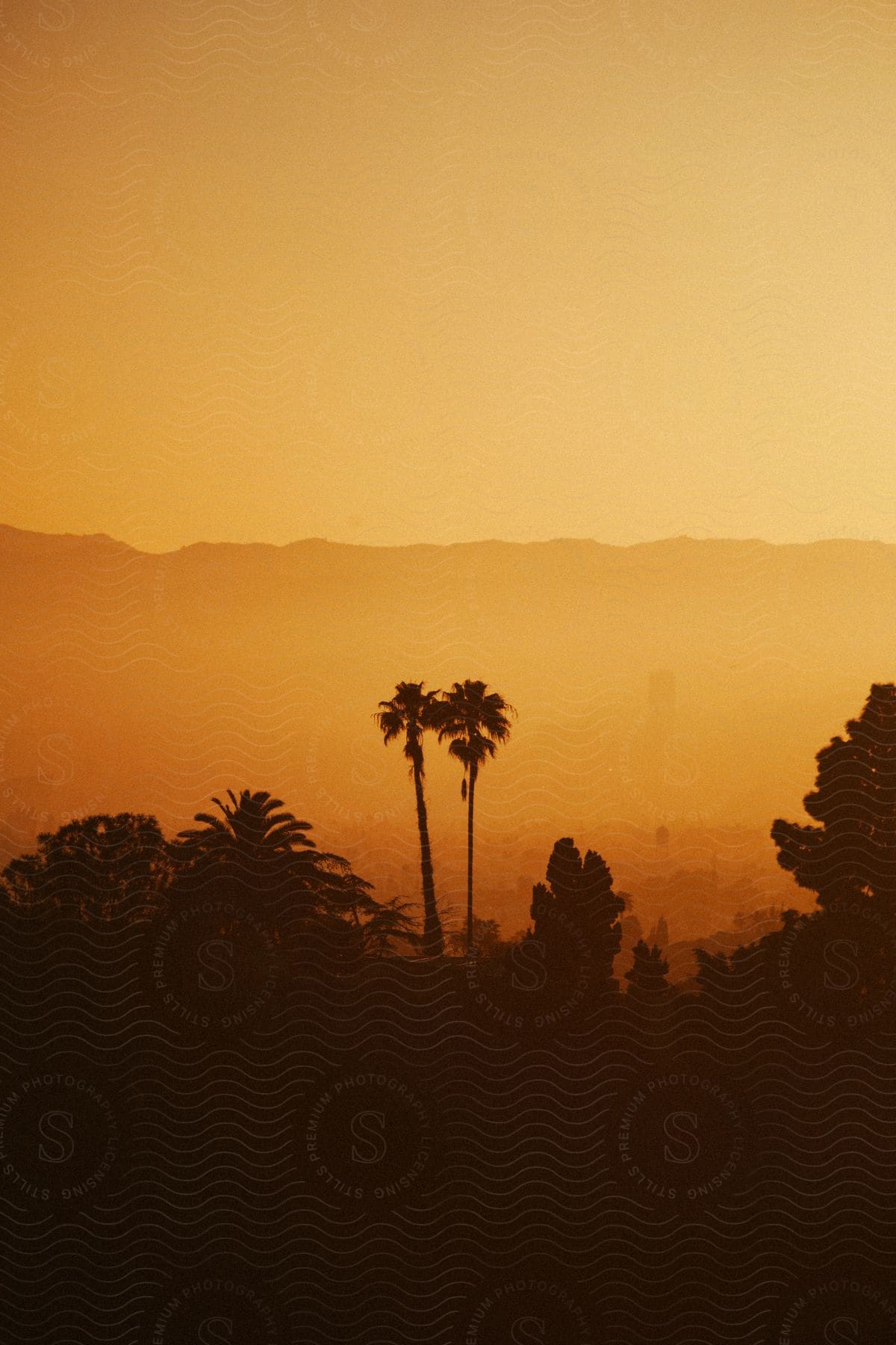 Two palm trees silhouetted against a yellow sky with other trees in the background