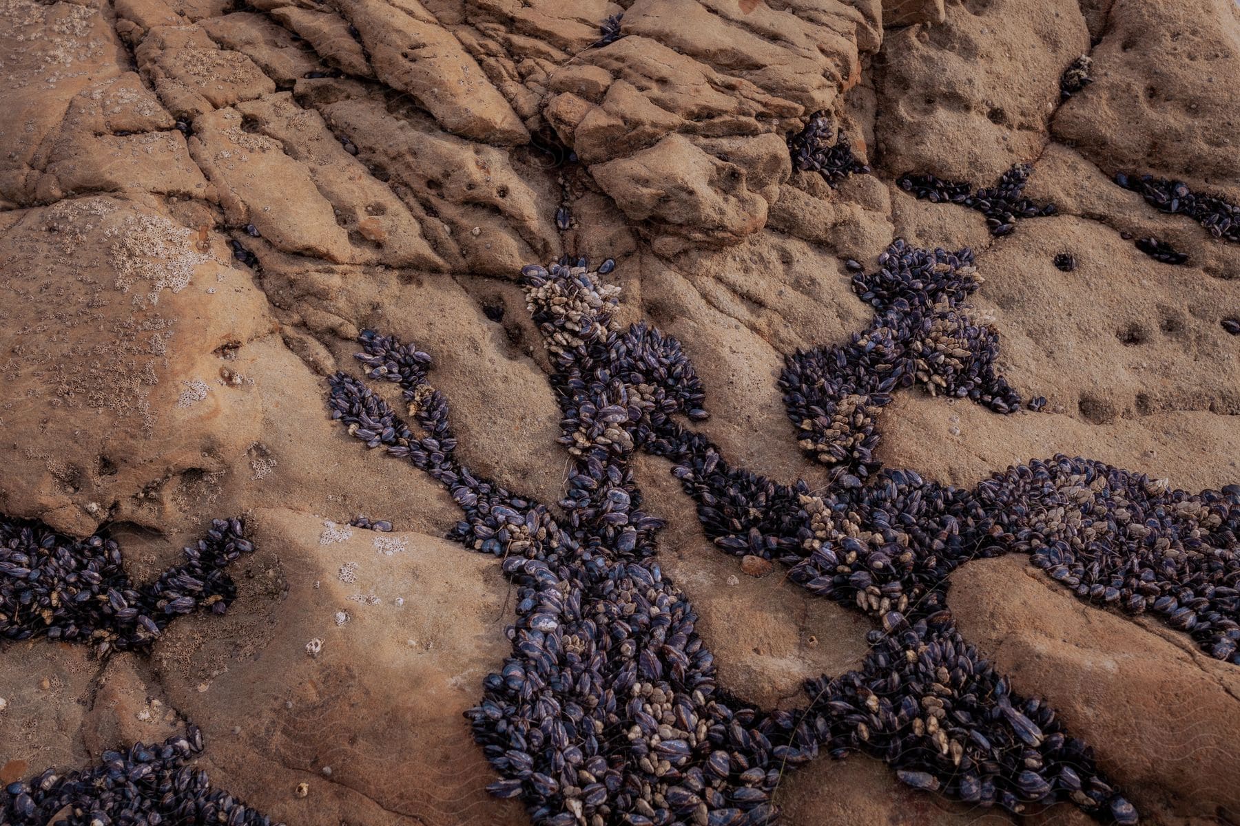 Rocks with clusters of clams along the shoreline