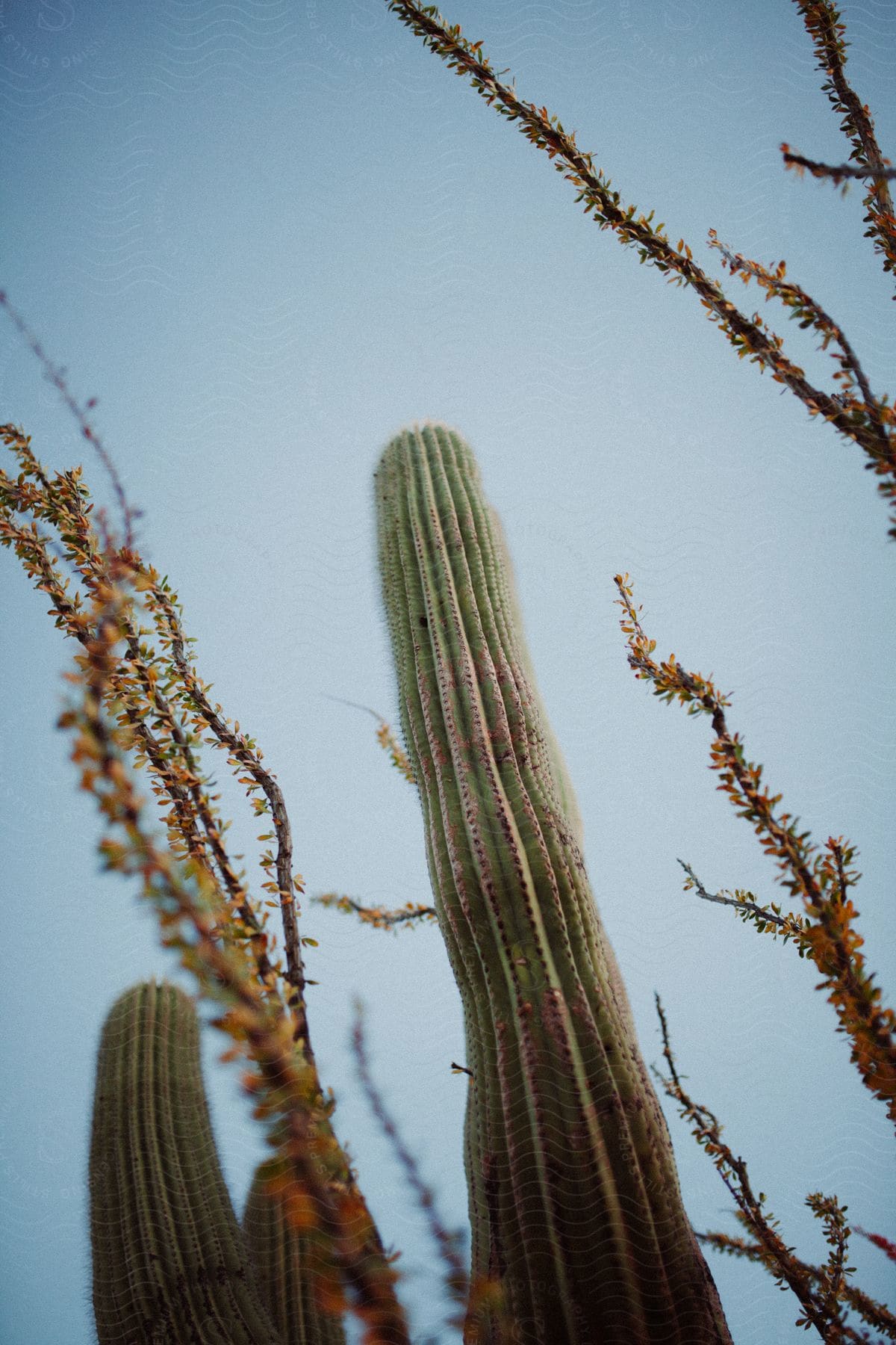 Cactus with blooming flowers reaching towards the sunny sky in the desert