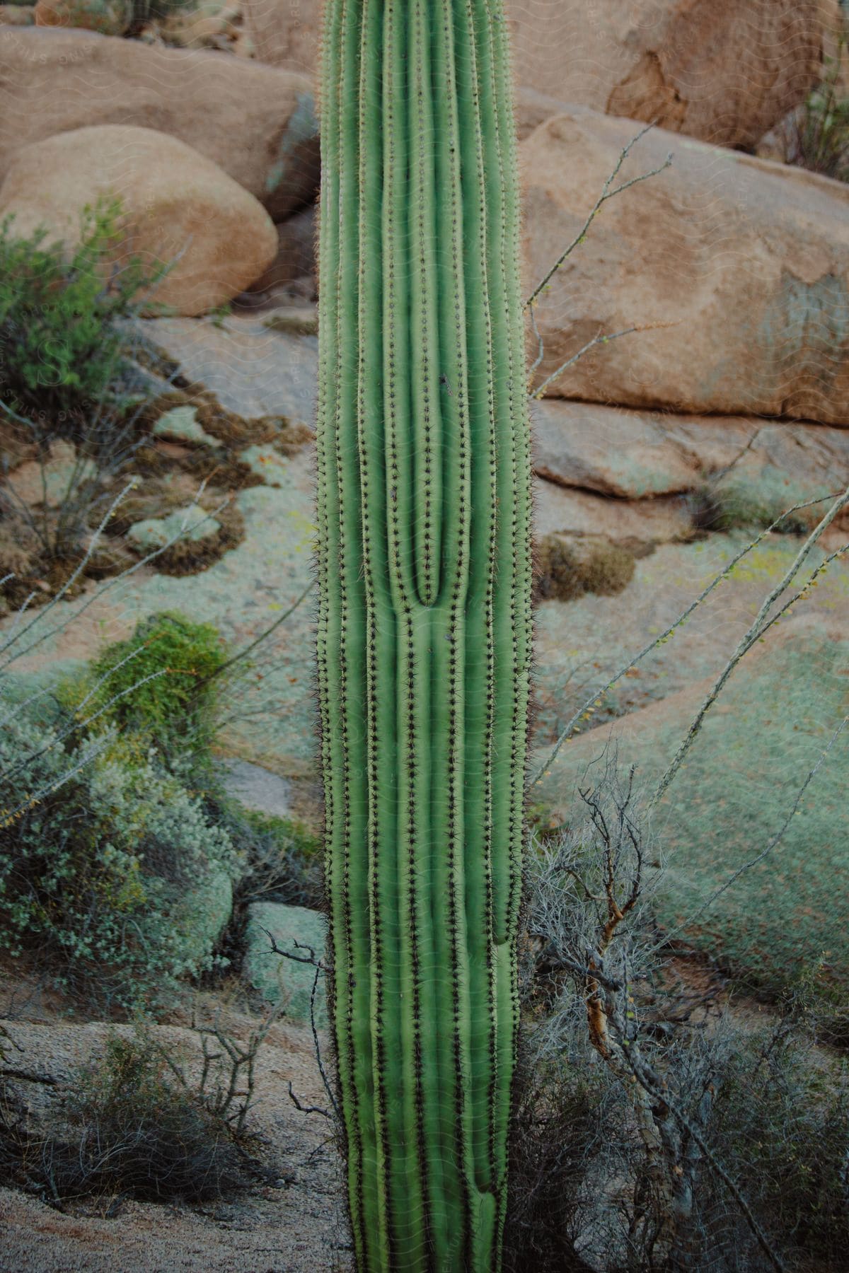 A cactus sitting in sunshine in the arizona desert