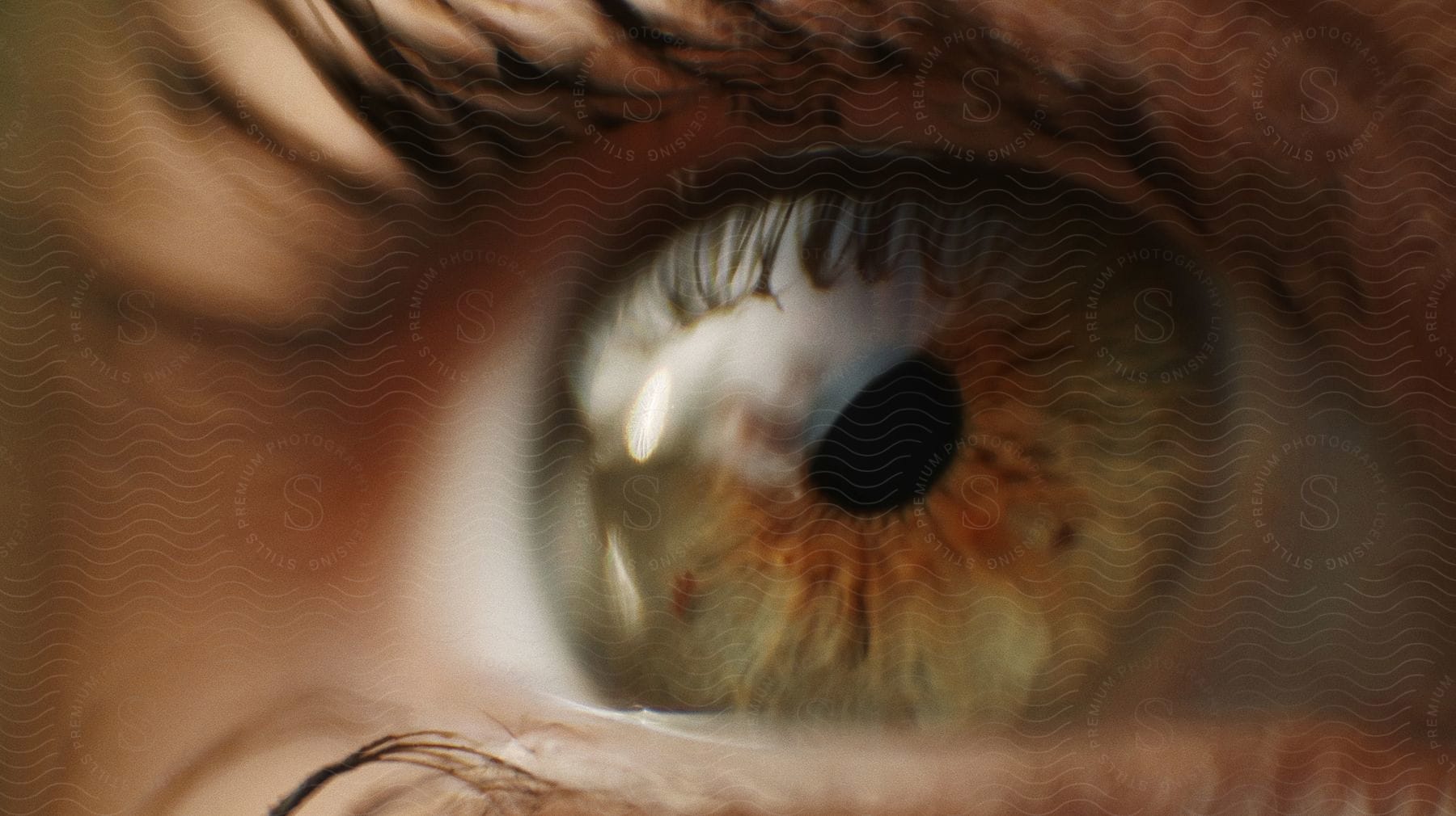 A closeup on a green human eye including iris pupil and eyelashes